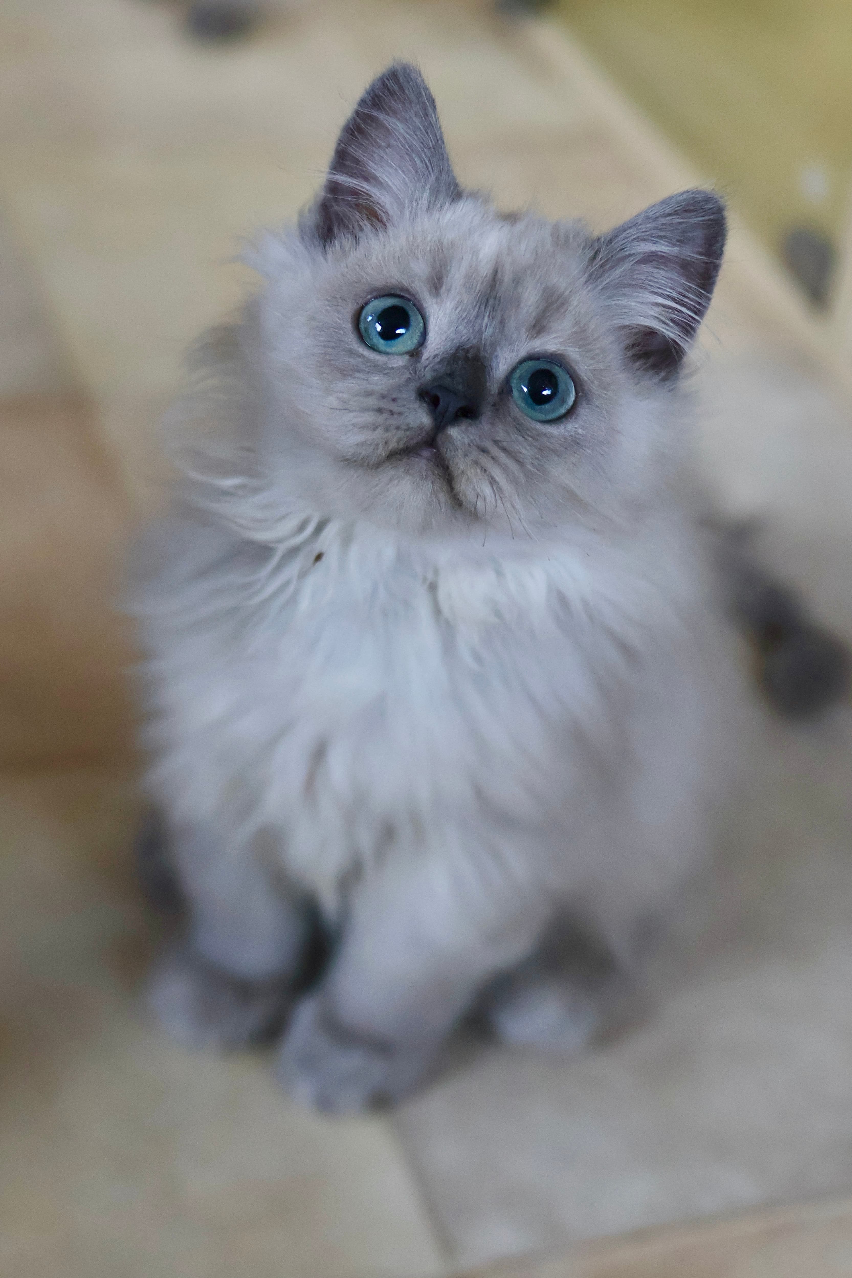 Blue point boy