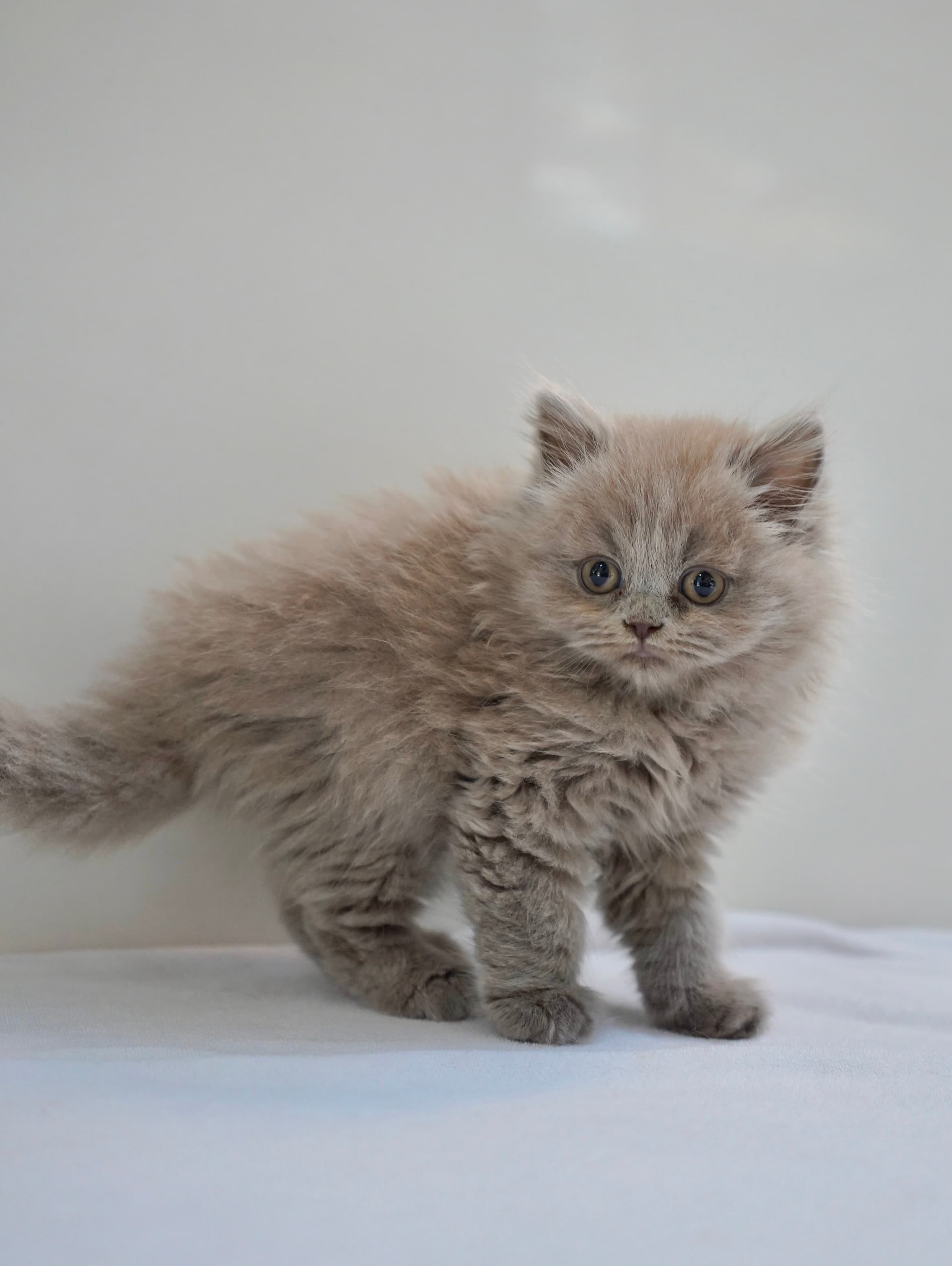 Lilac longhair boy - photo 2