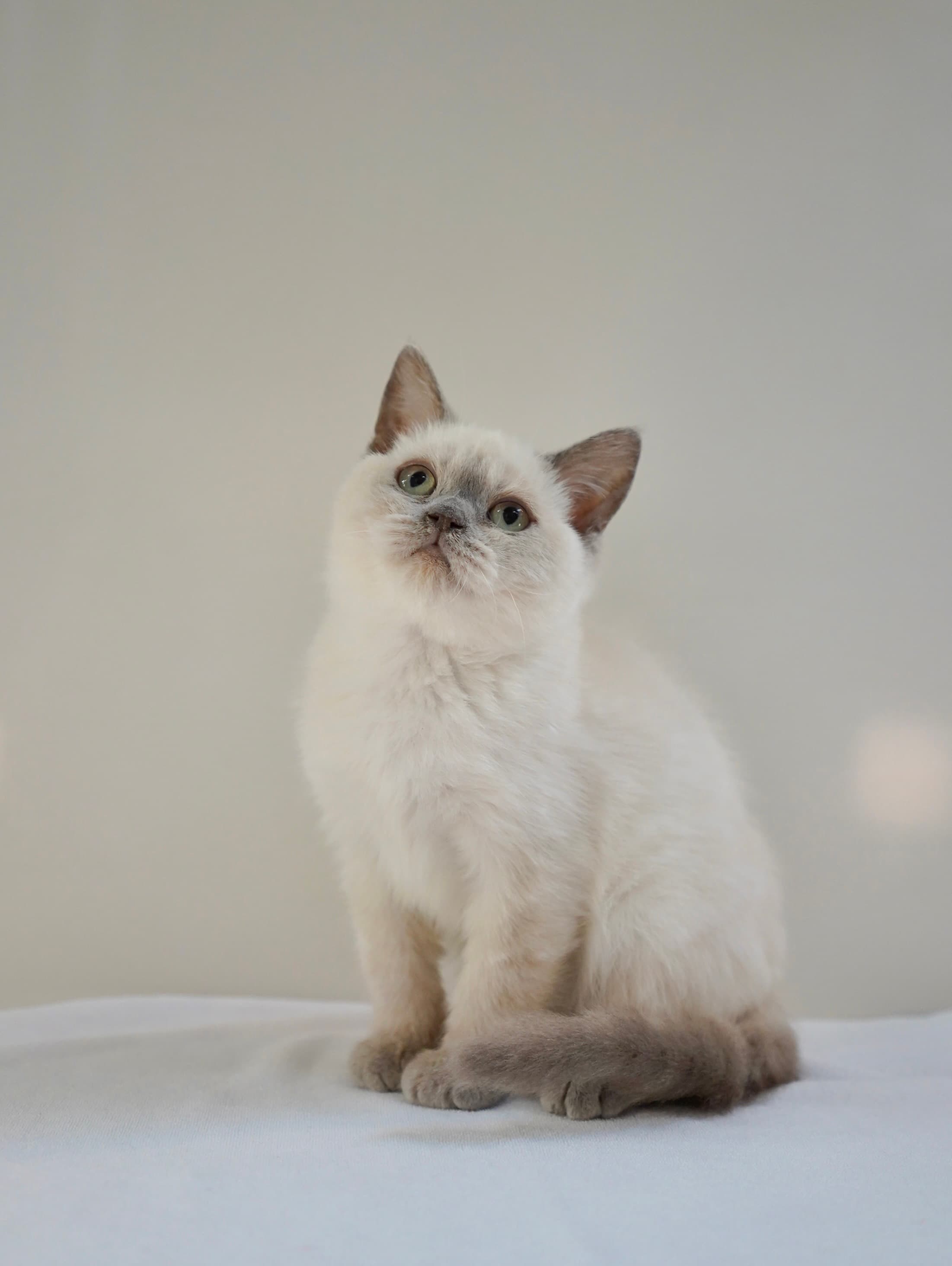 Blue point boy