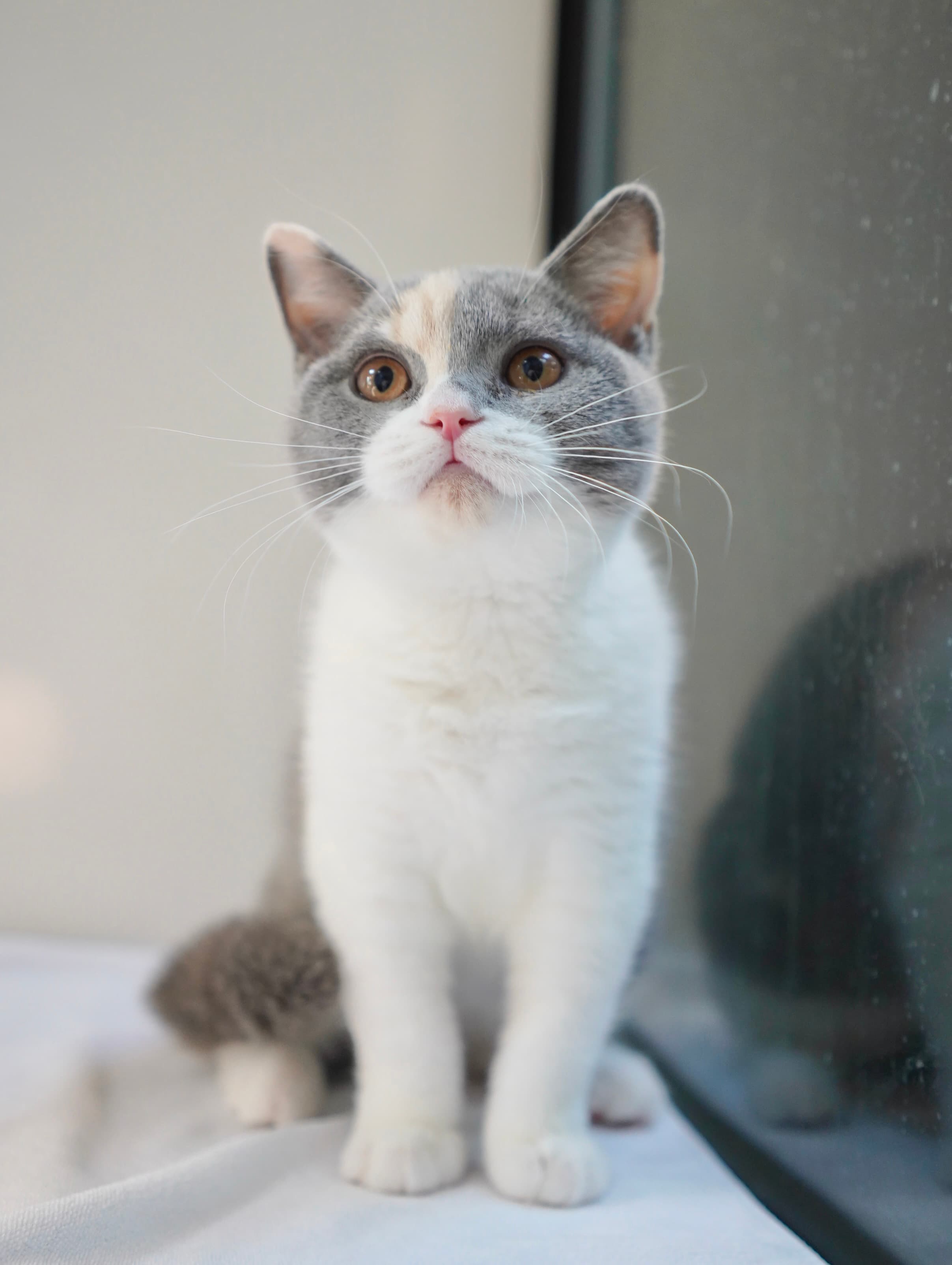 Blue & Cream Calico girl