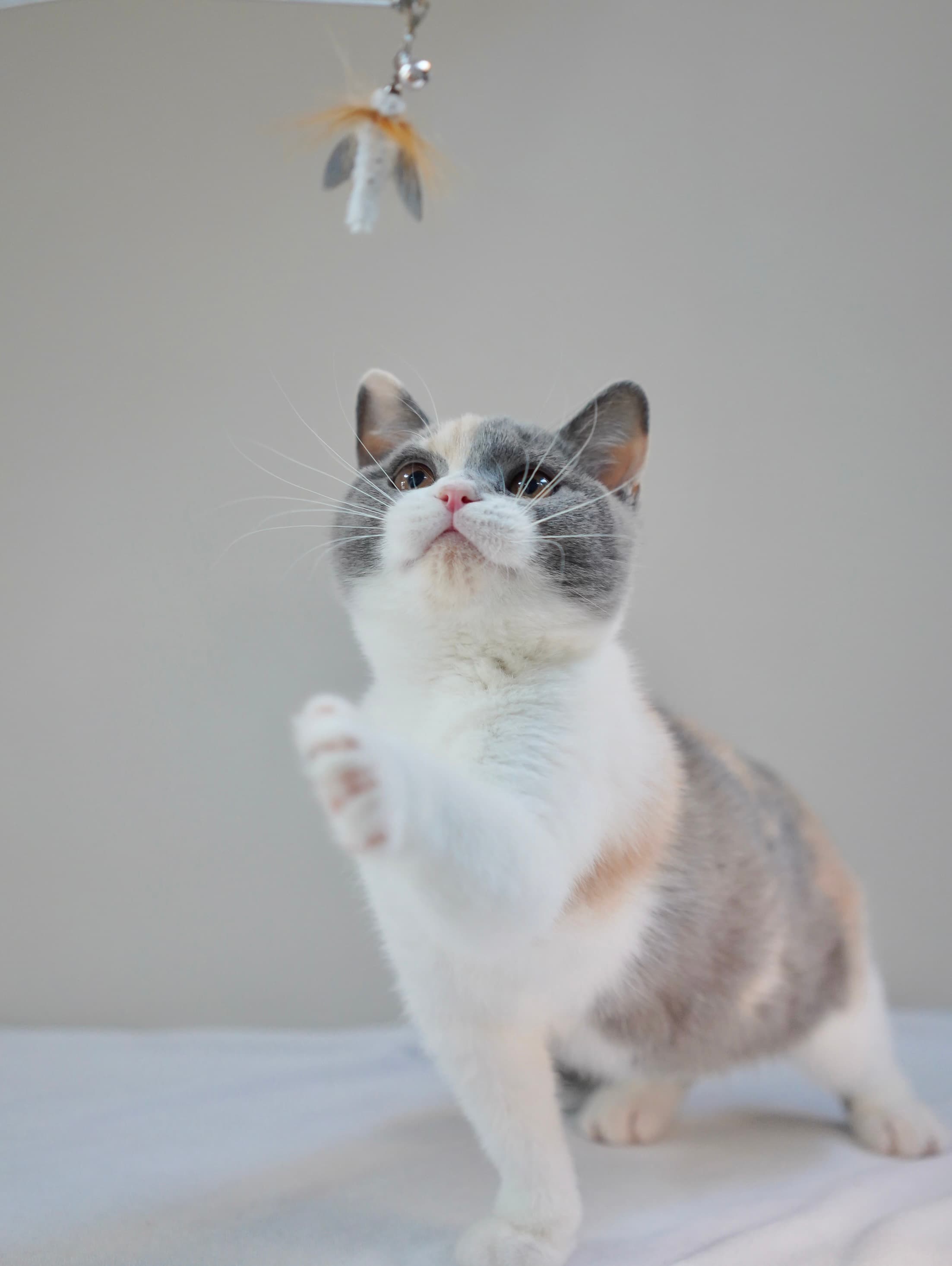 Blue & Cream Calico girl thumbnail 2