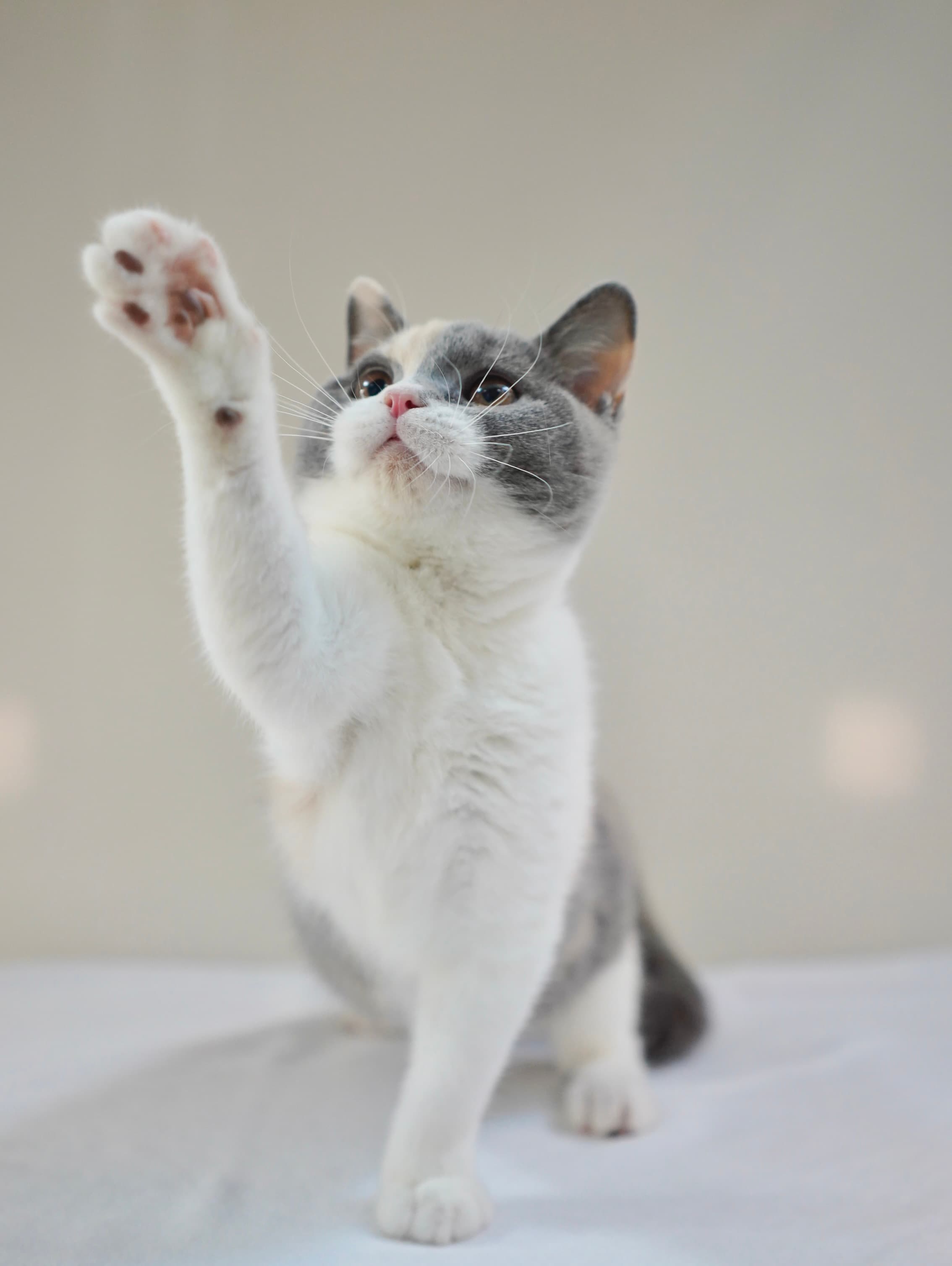 Blue & Cream Calico girl thumbnail 3