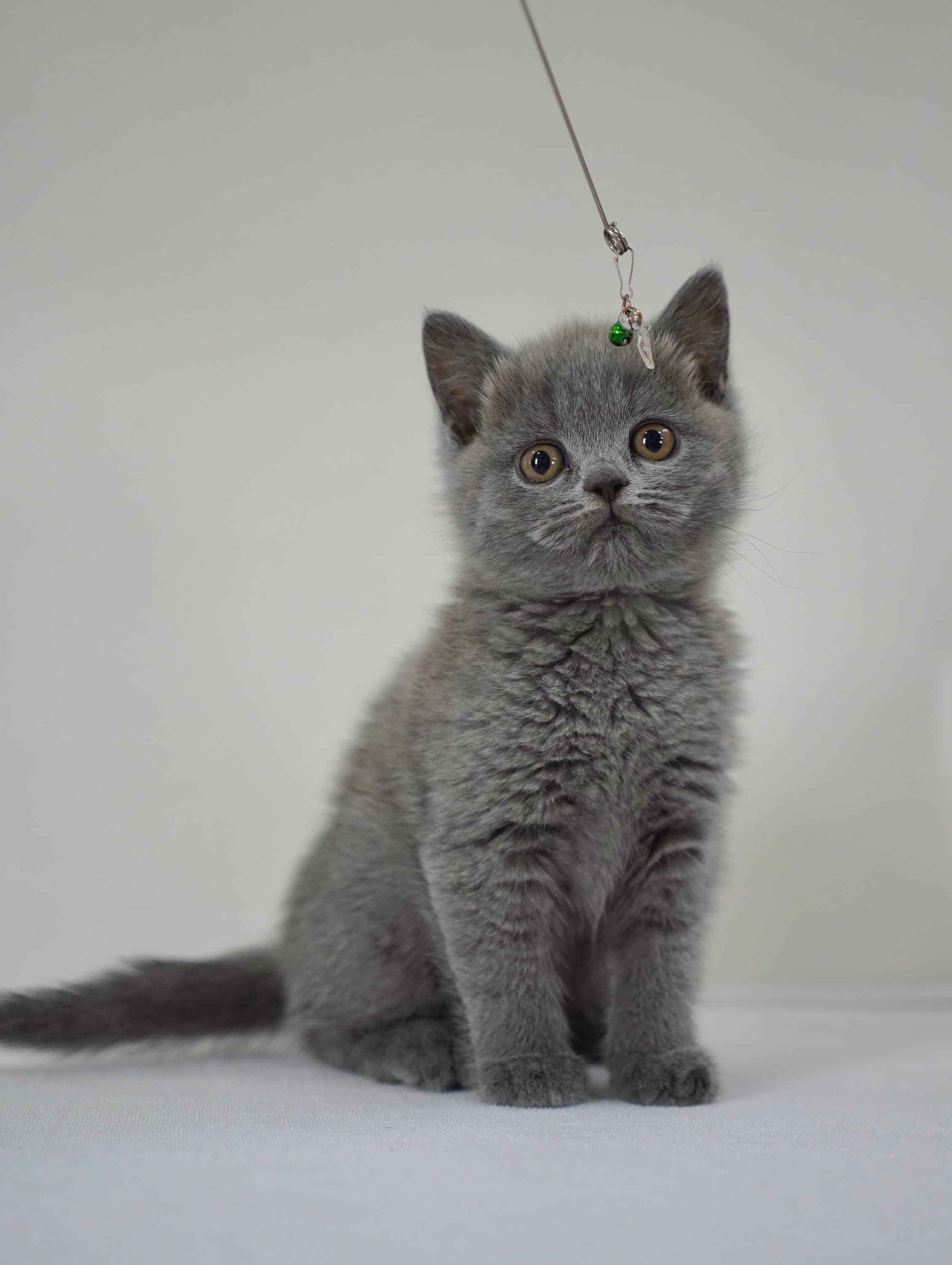 Blue shorthair girl - photo 2