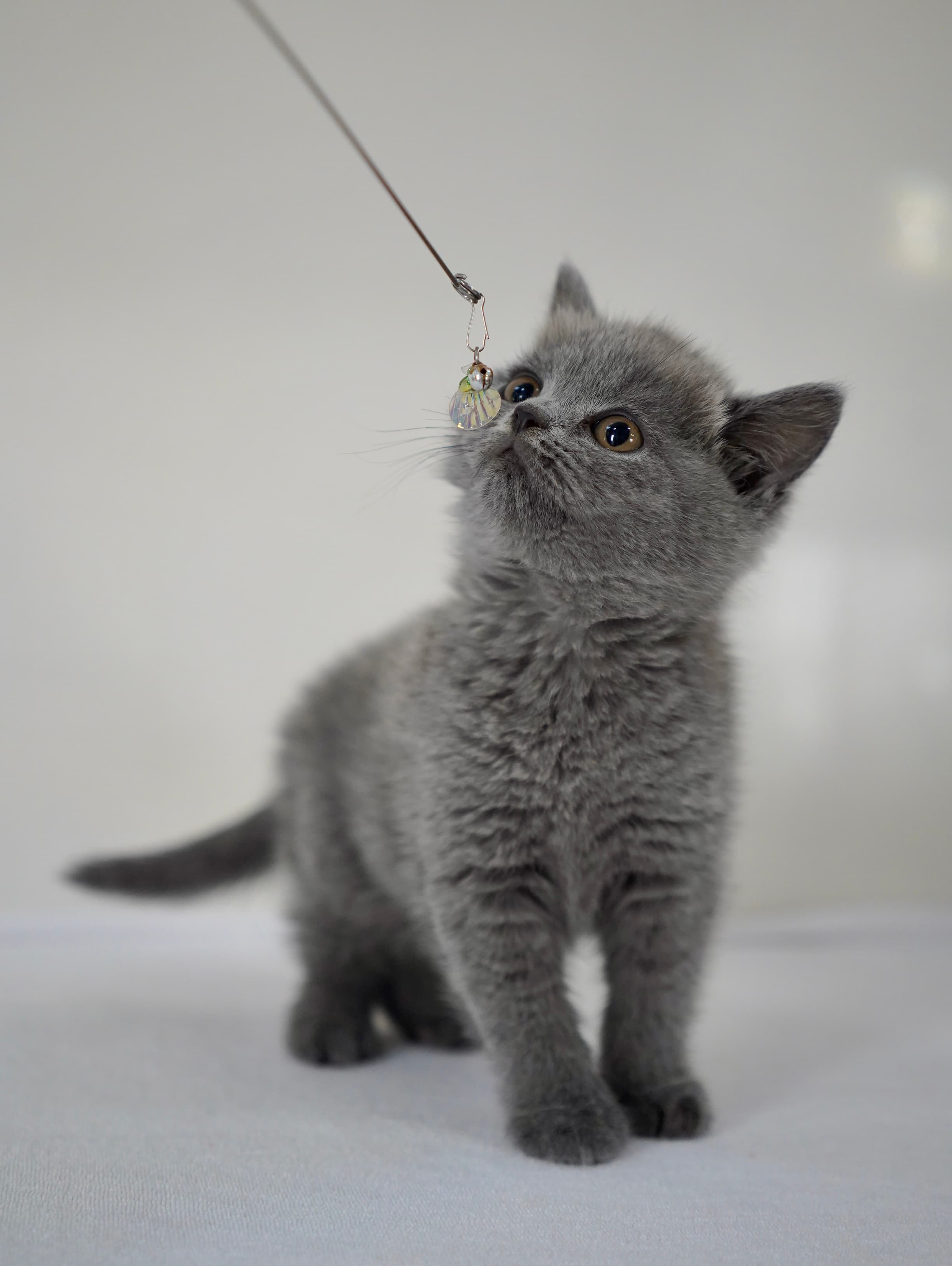 Blue shorthair girl