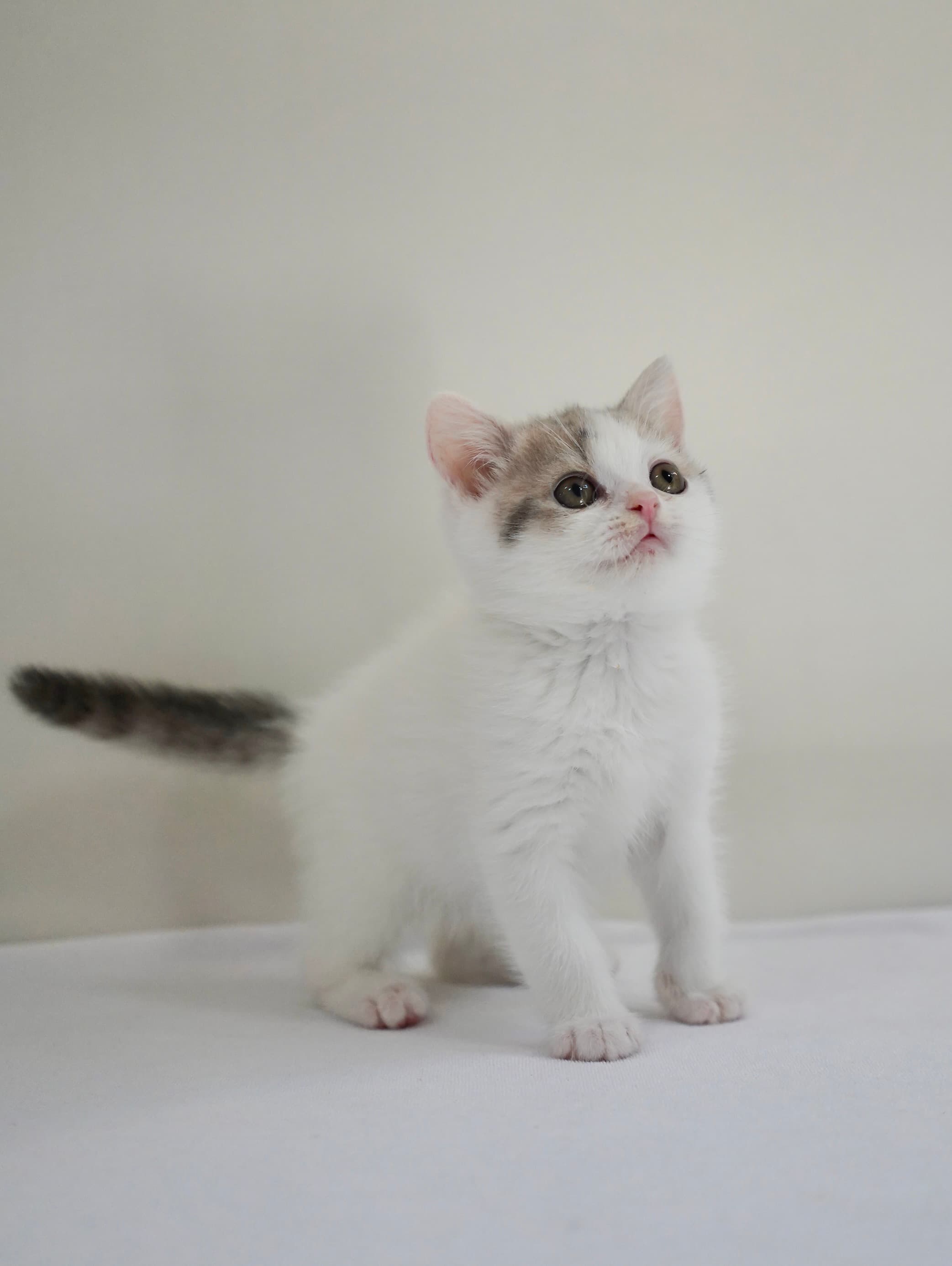 Tabby & white boy