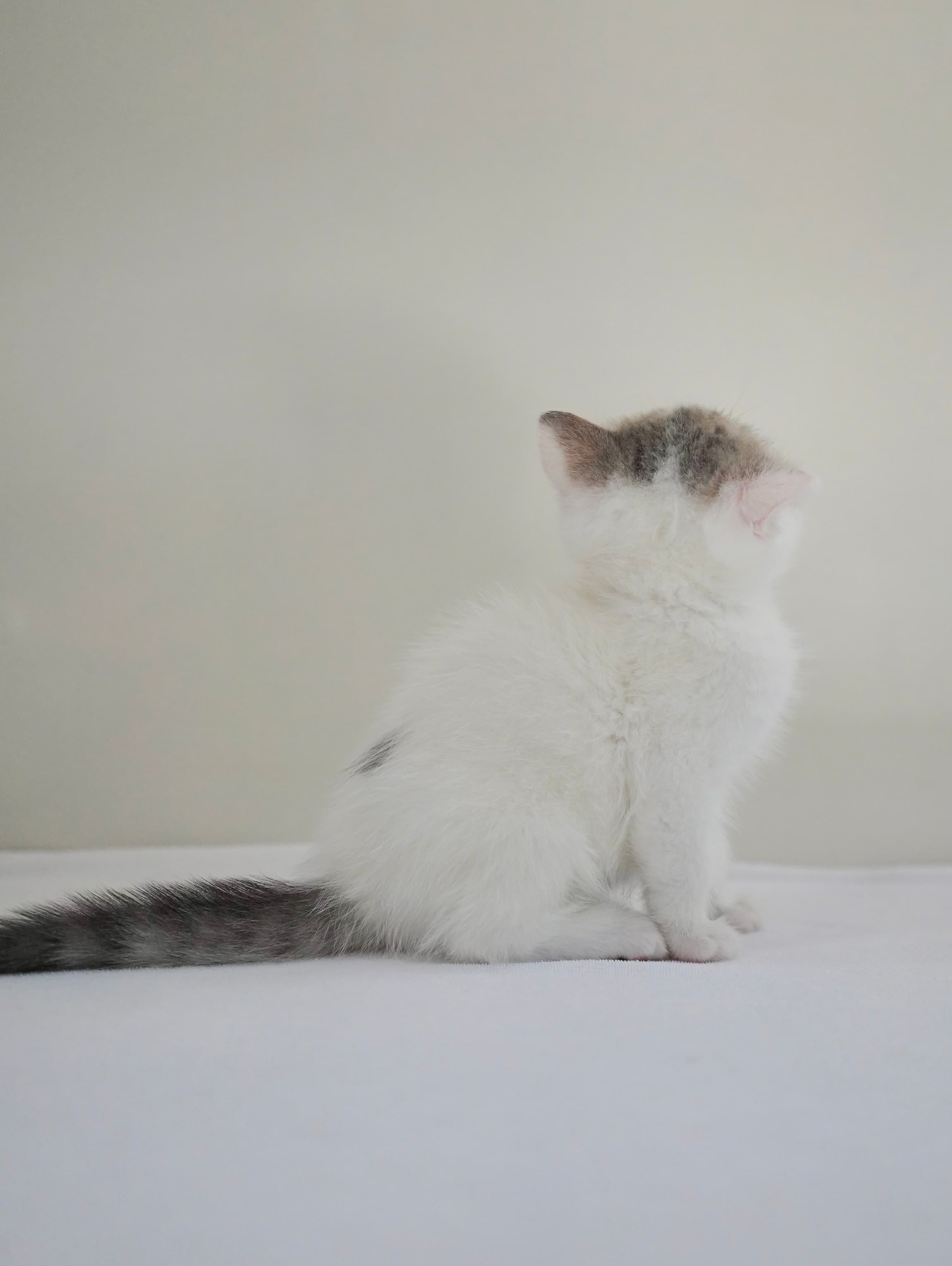 Tabby & white boy - photo 2