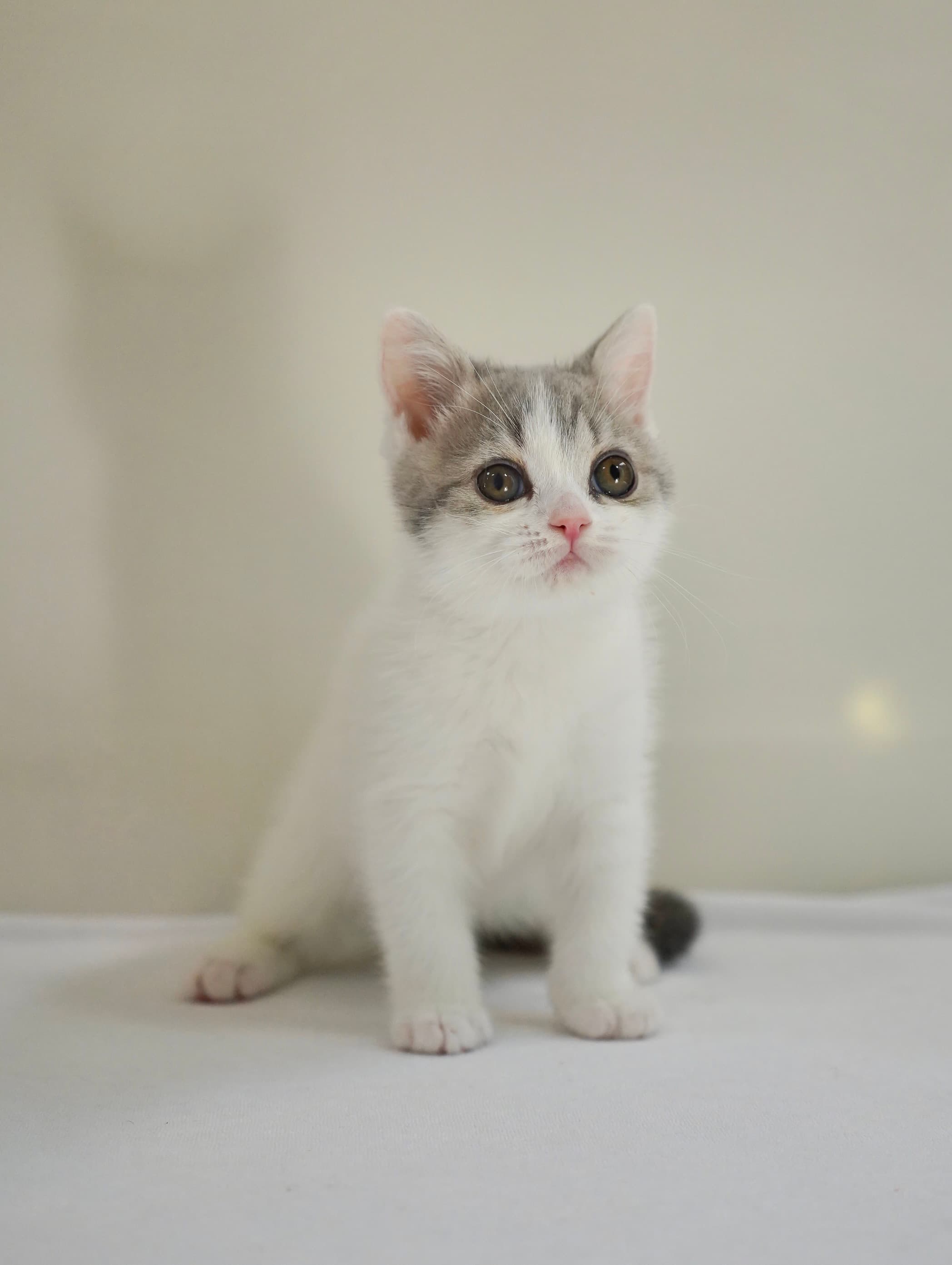 Tabby & white girl