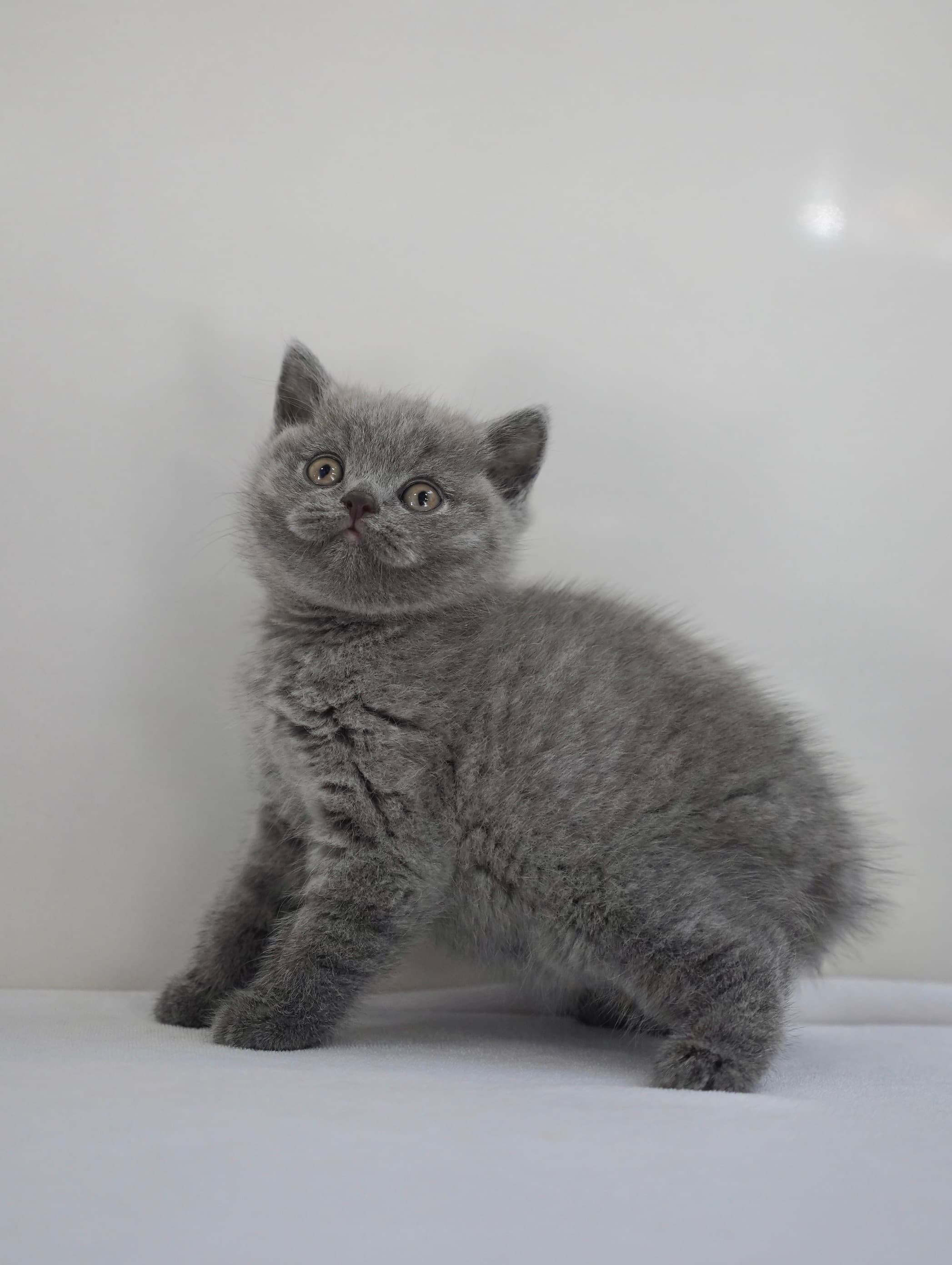 Blue shorthair boy
