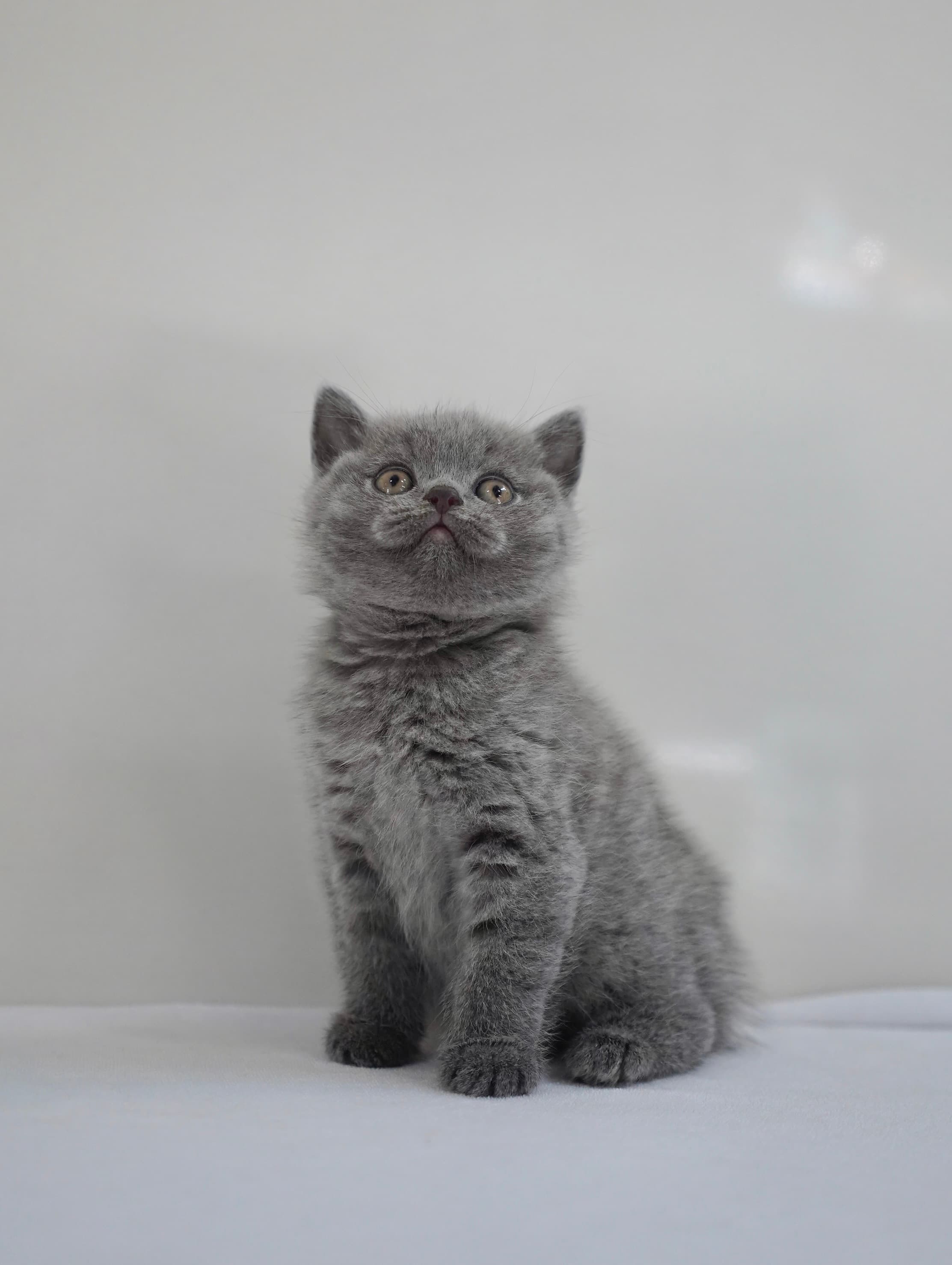 Blue shorthair boy - photo 2