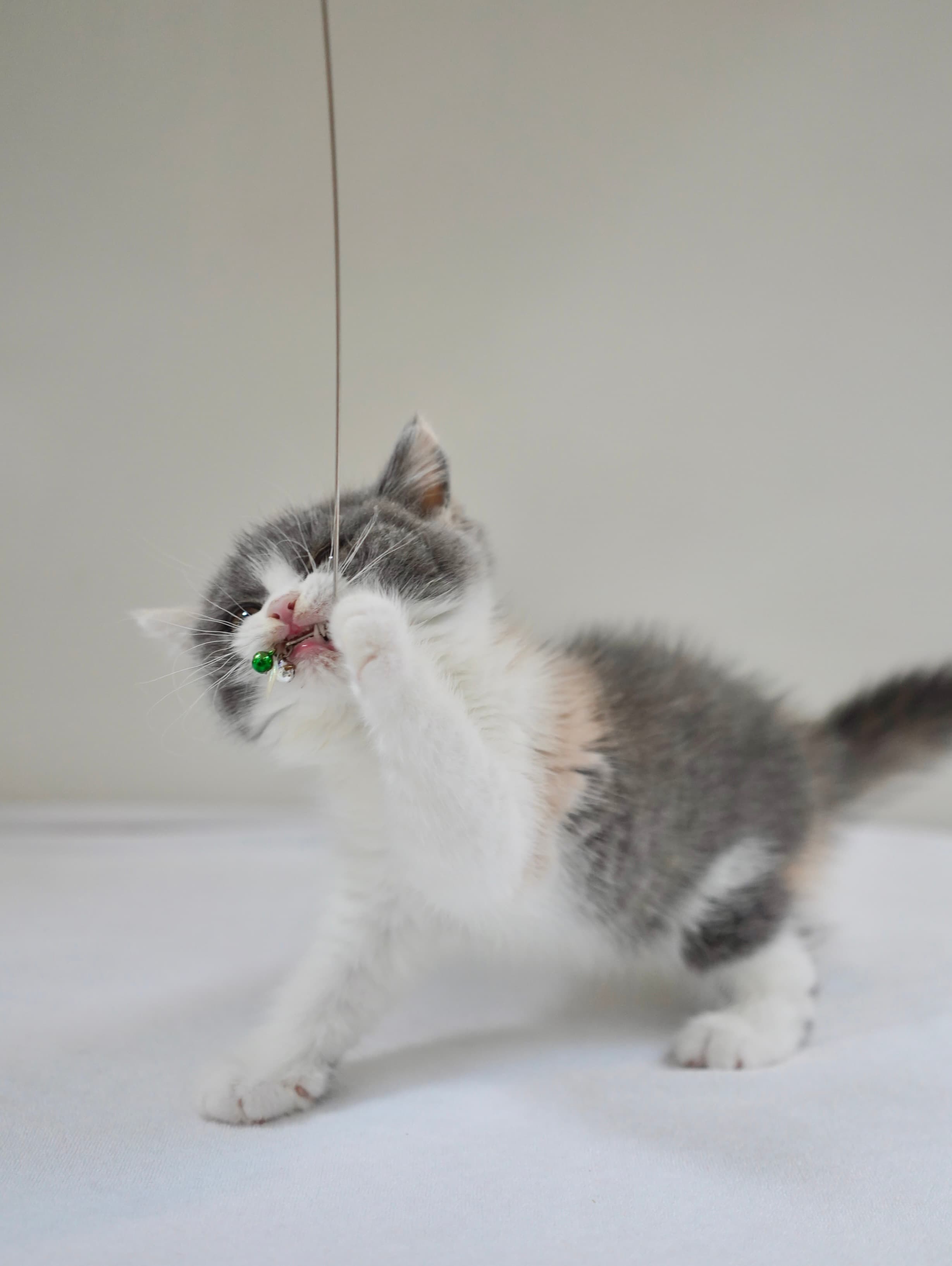 Calico girl - photo 2