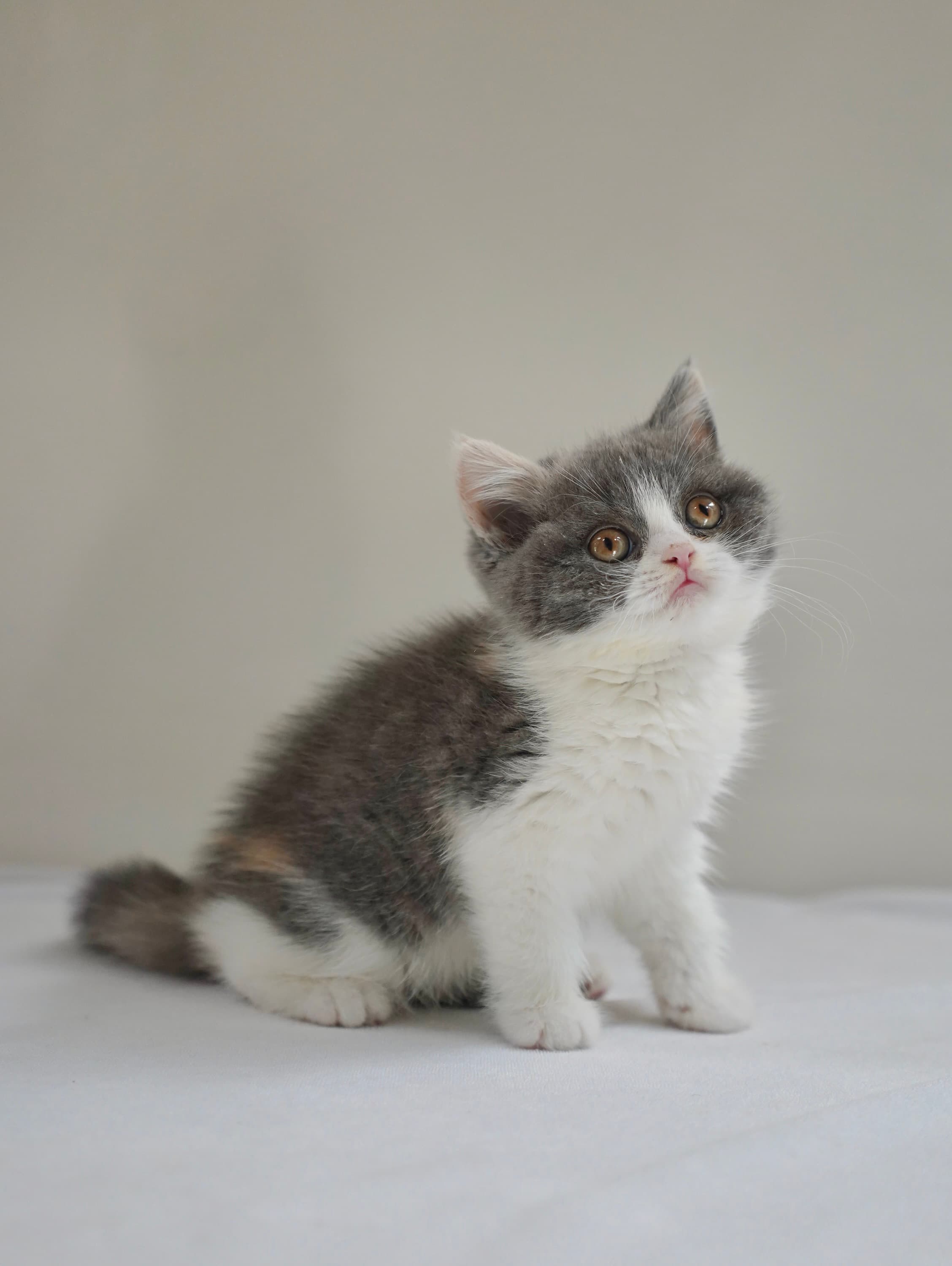 Calico girl