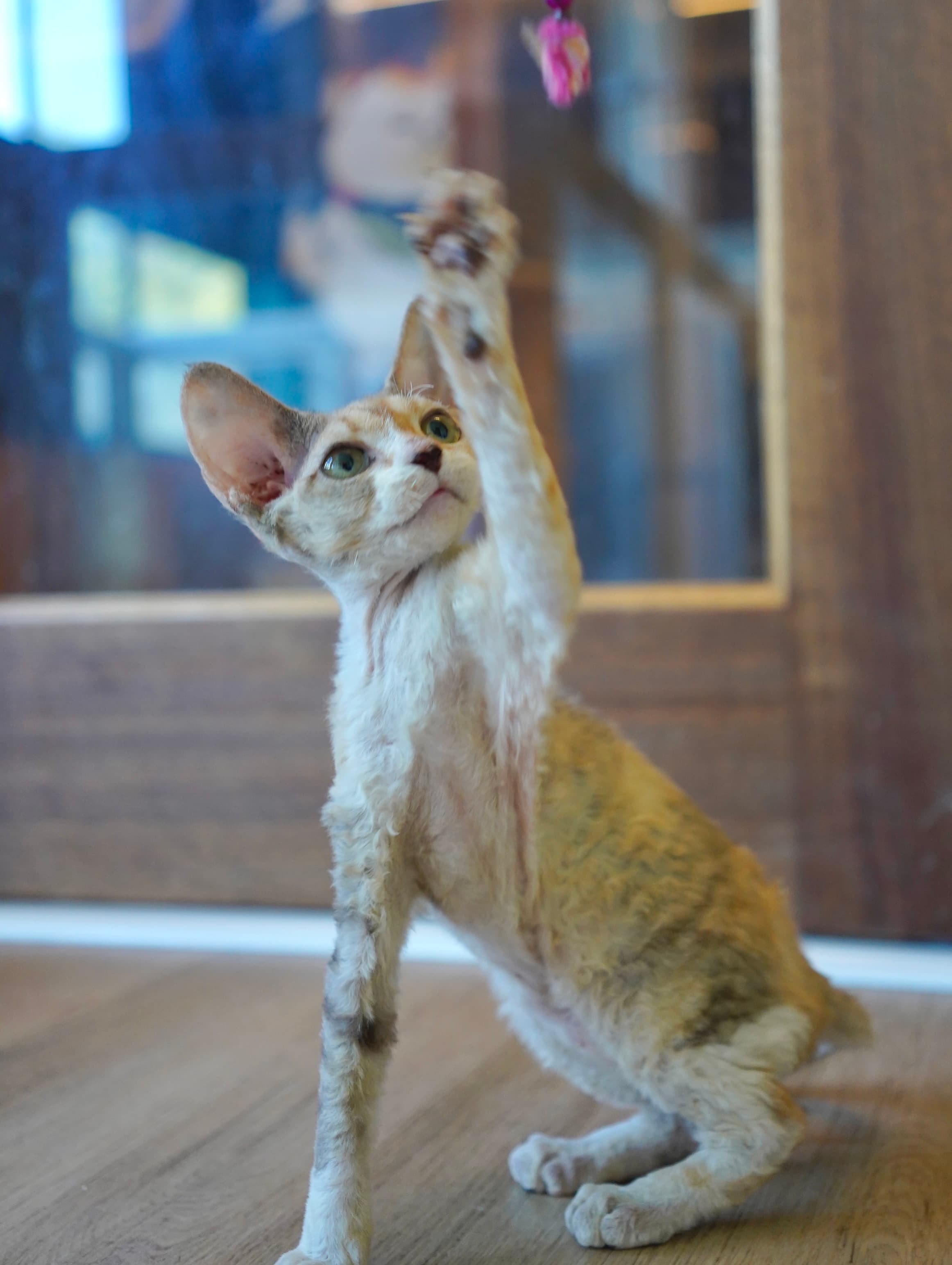Calico girl thumbnail 3
