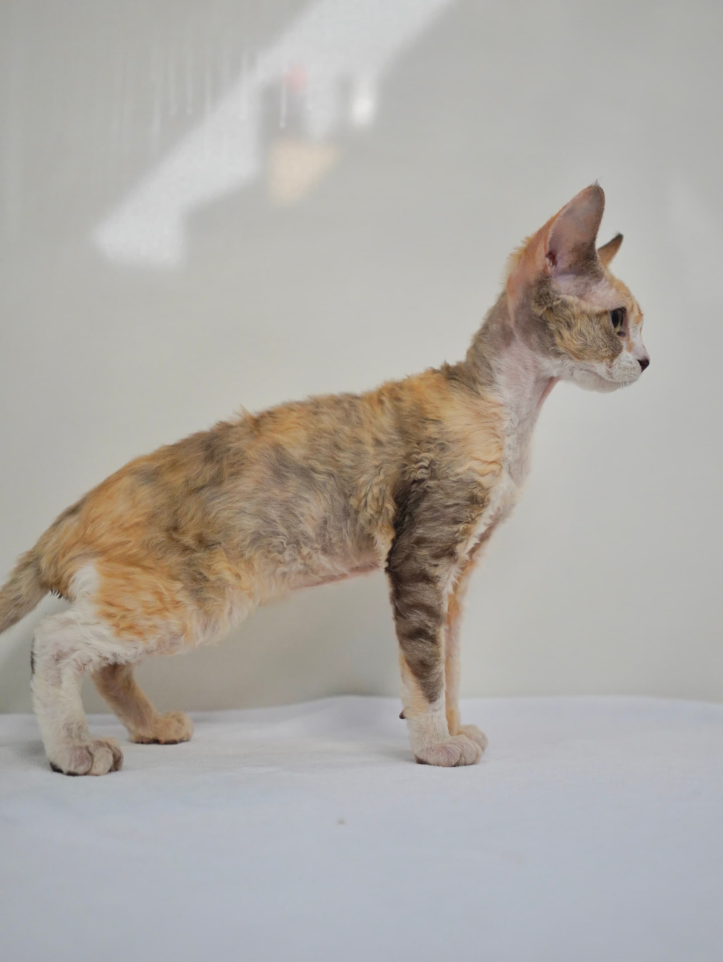 Calico girl thumbnail 2