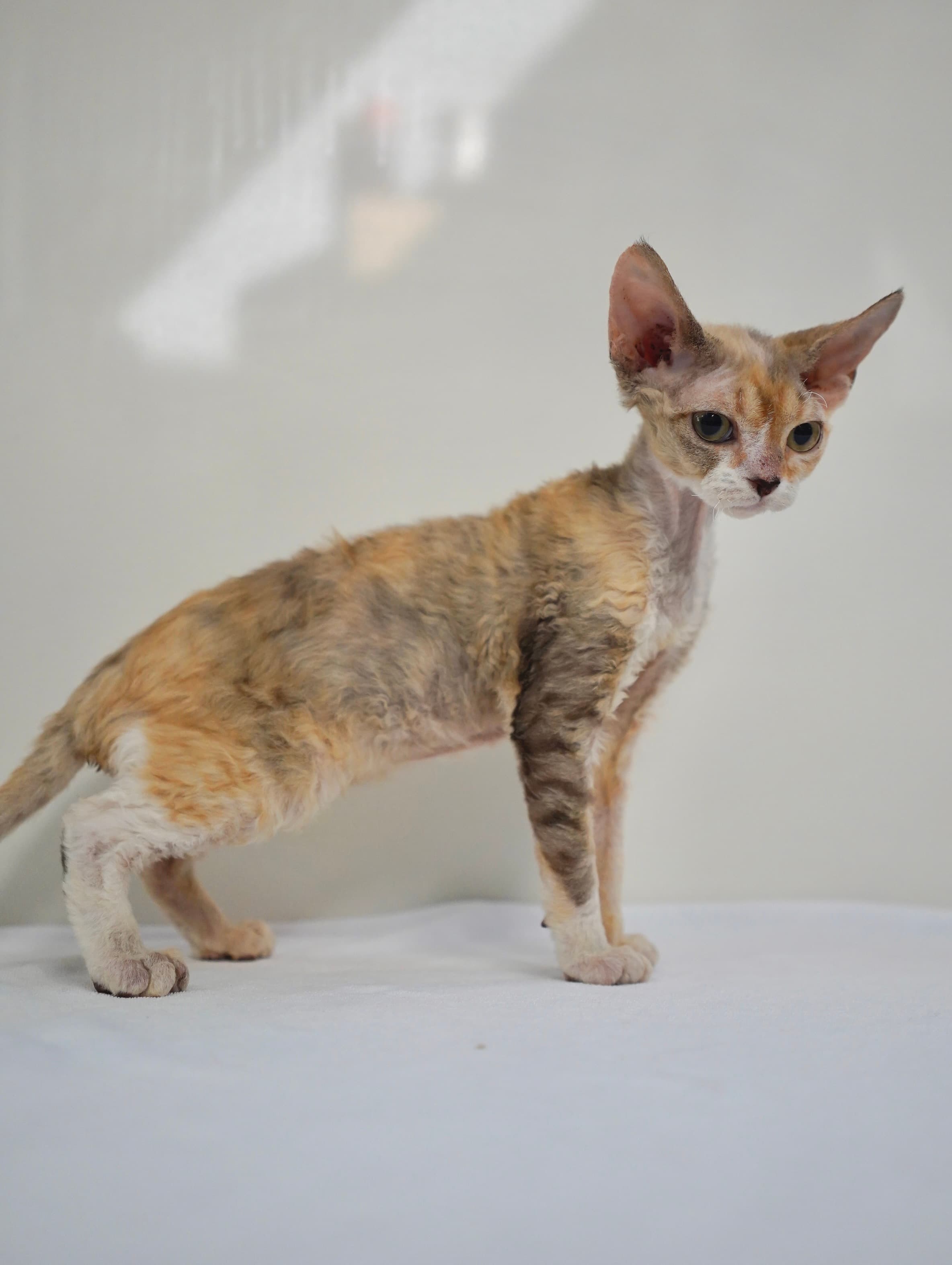 Calico girl