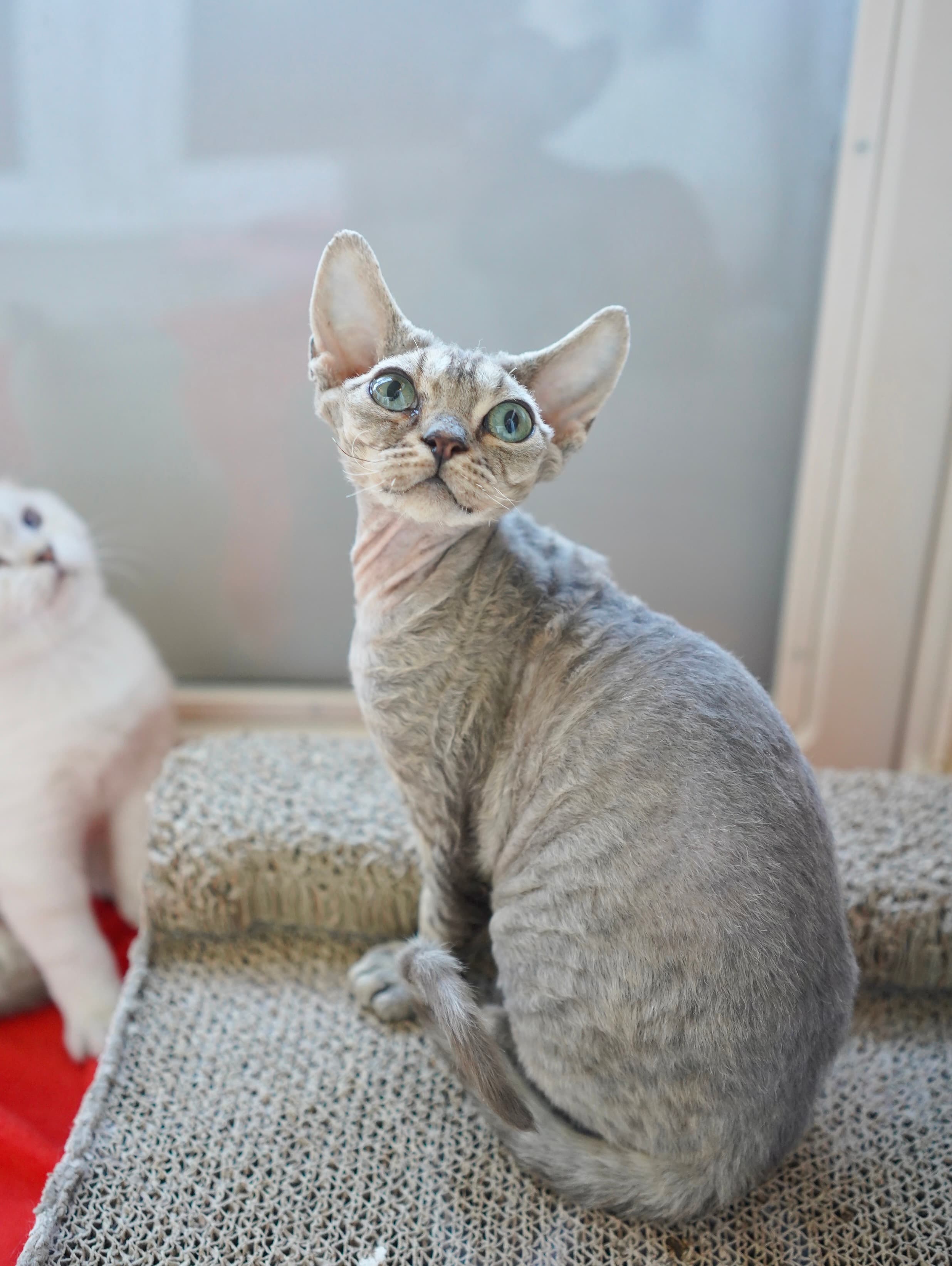Brown tabby girl thumbnail 2