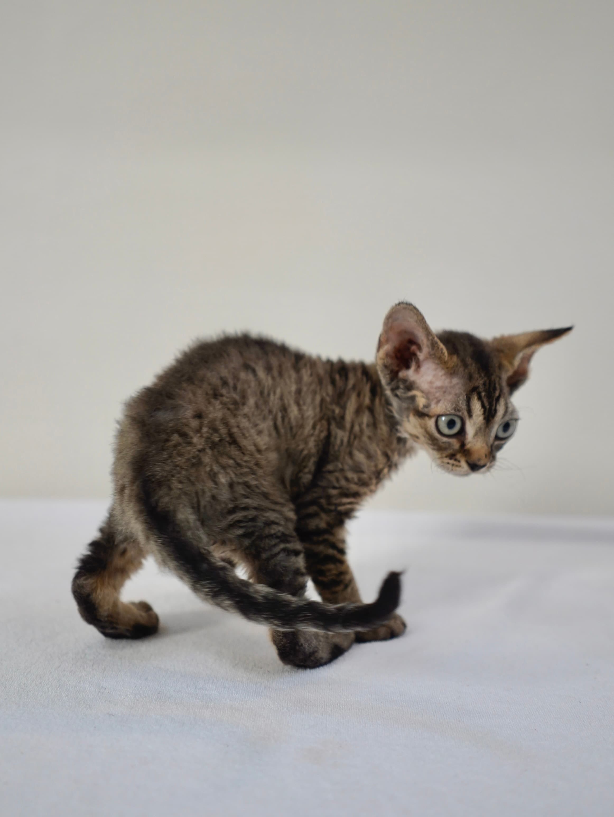 Brown tabby boy - photo 3