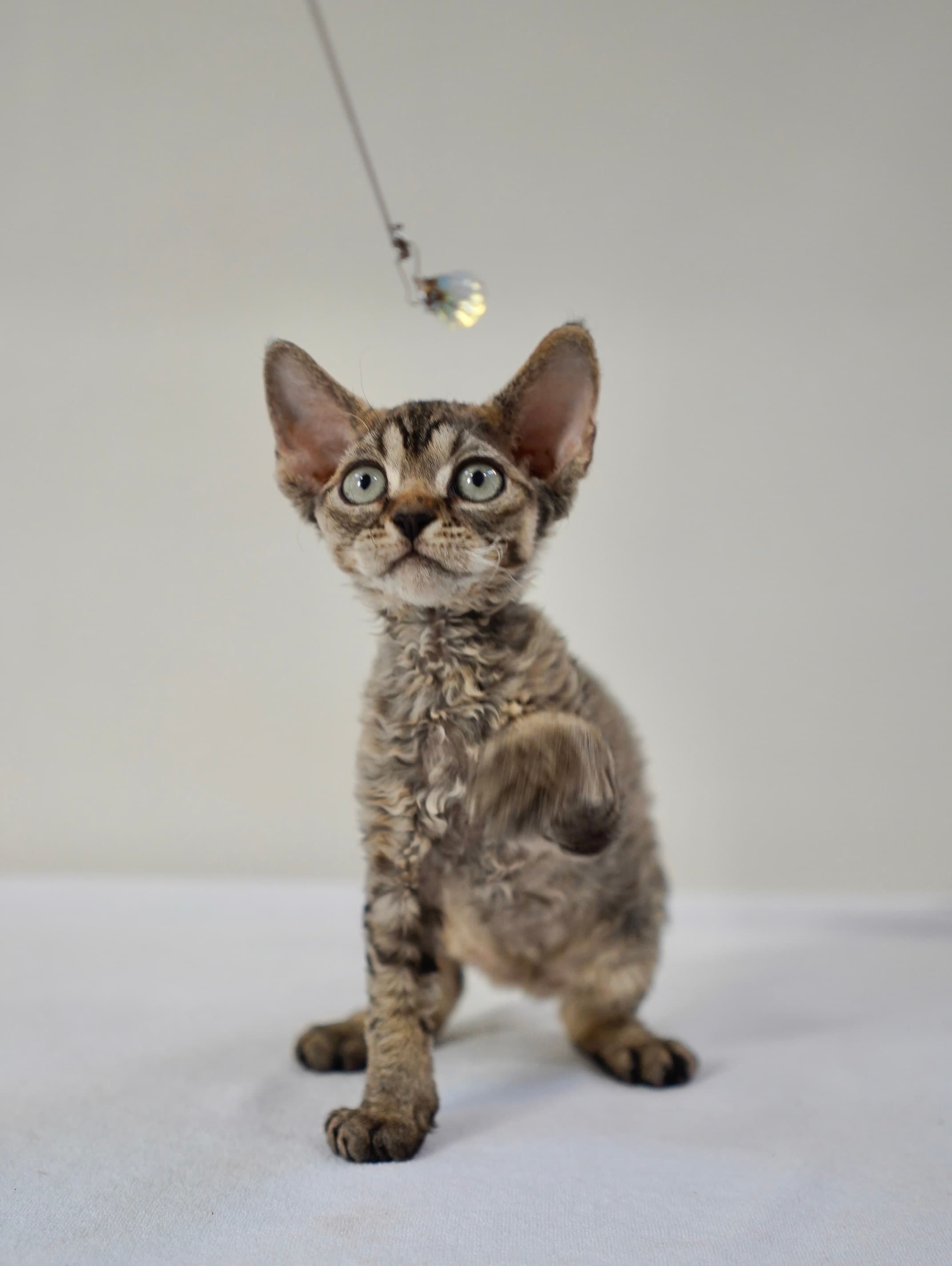Brown tabby boy - photo 2