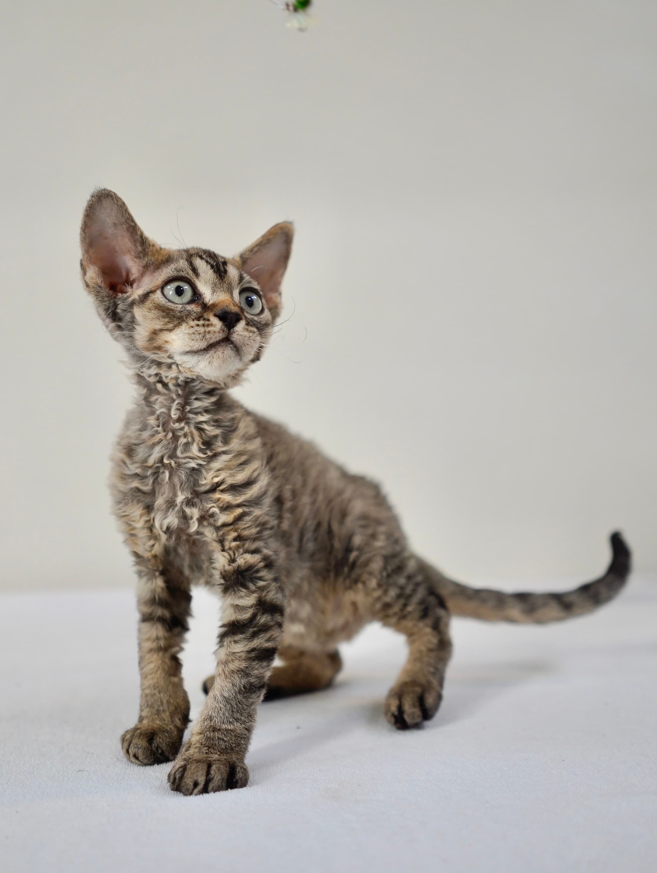 Brown tabby boy