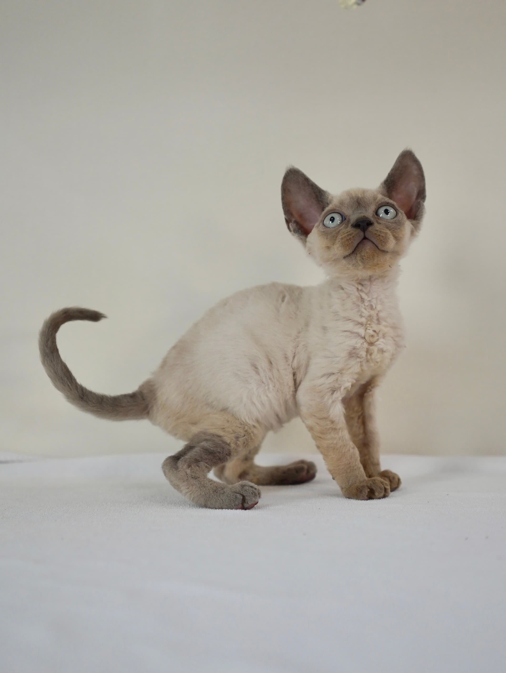 Lilac point boy - photo 3