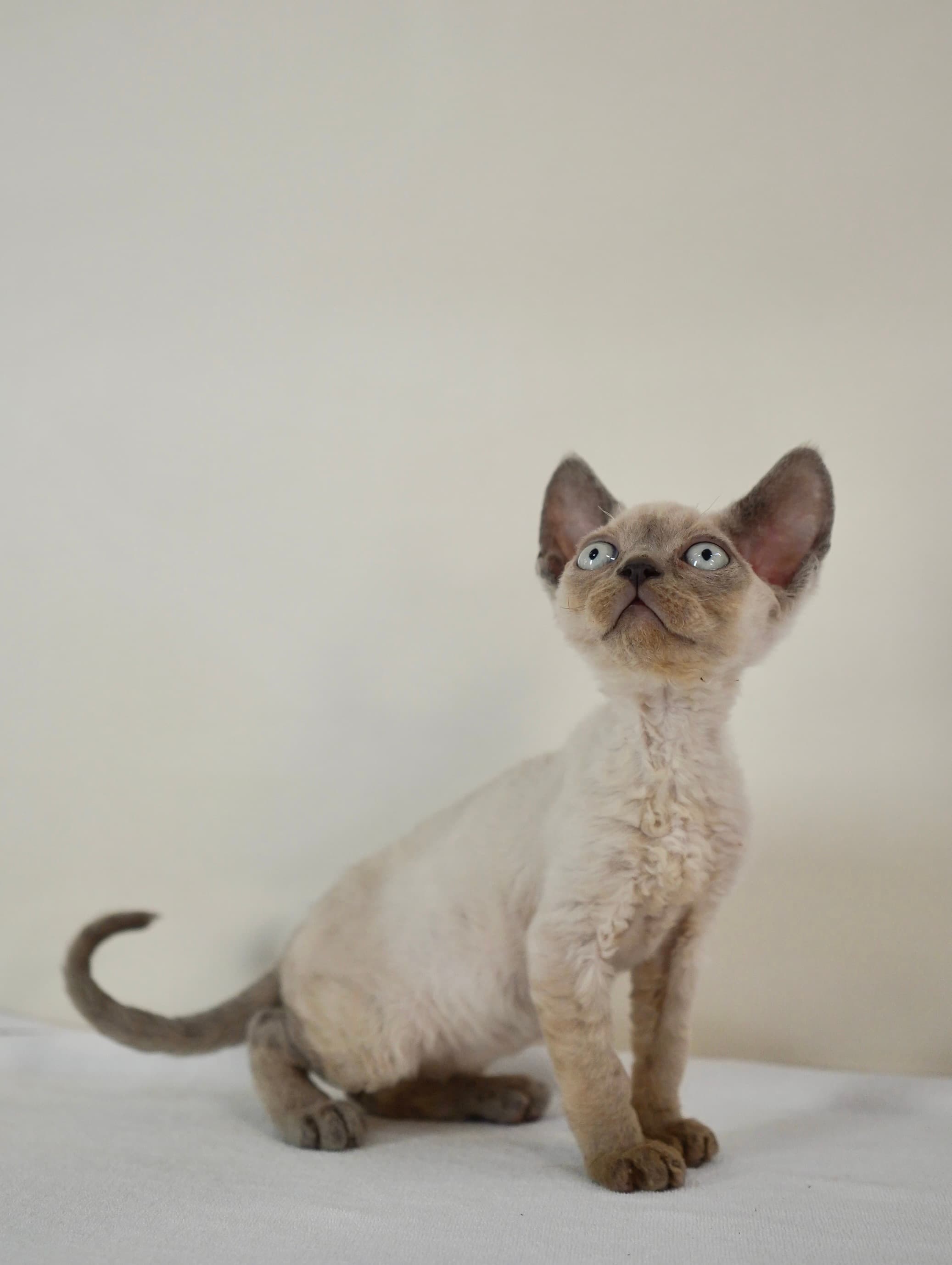 Lilac point boy