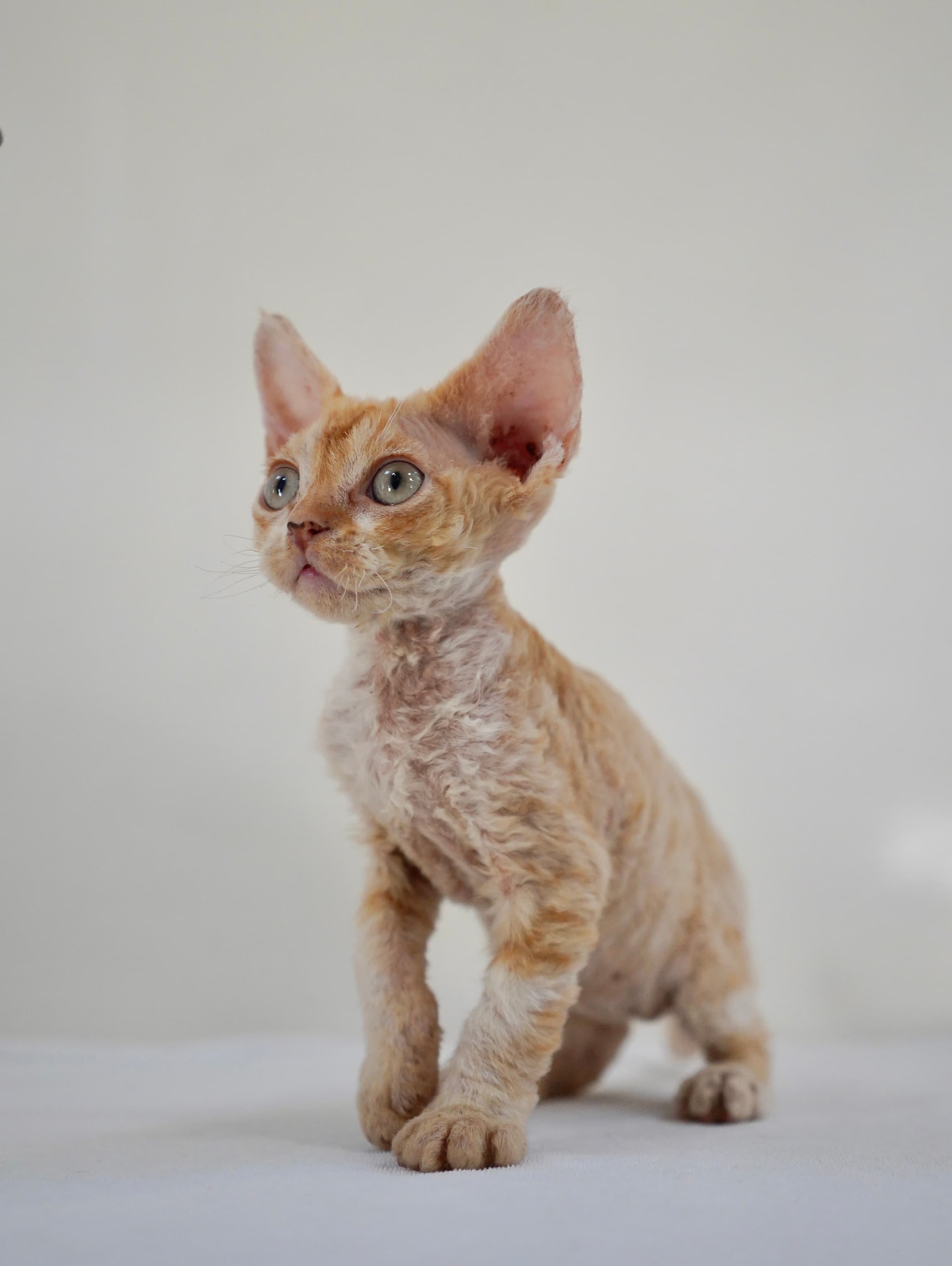 Red tabby&white boy