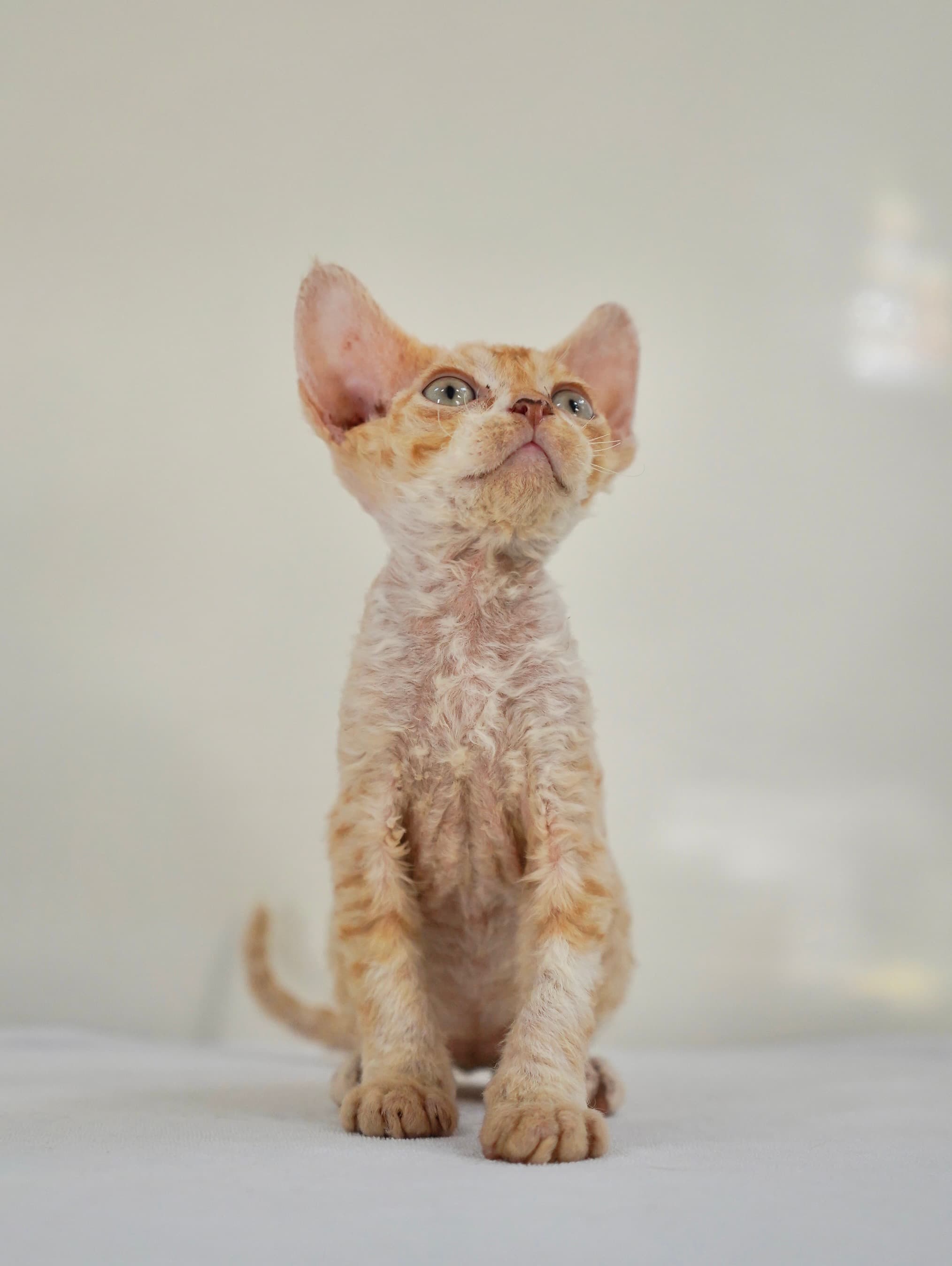 Red tabby&white boy - photo 2