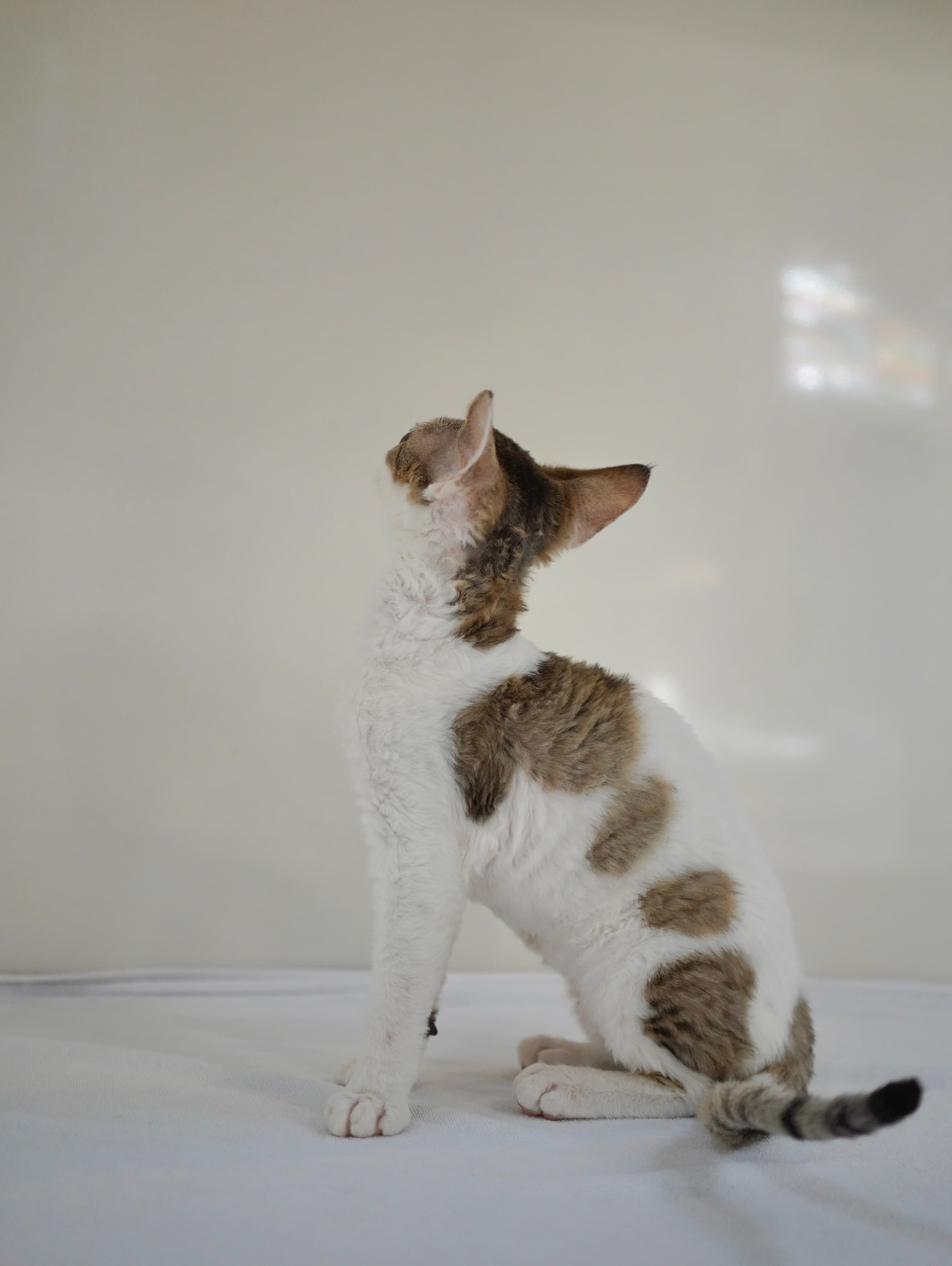 Choc tabby girl - photo 2