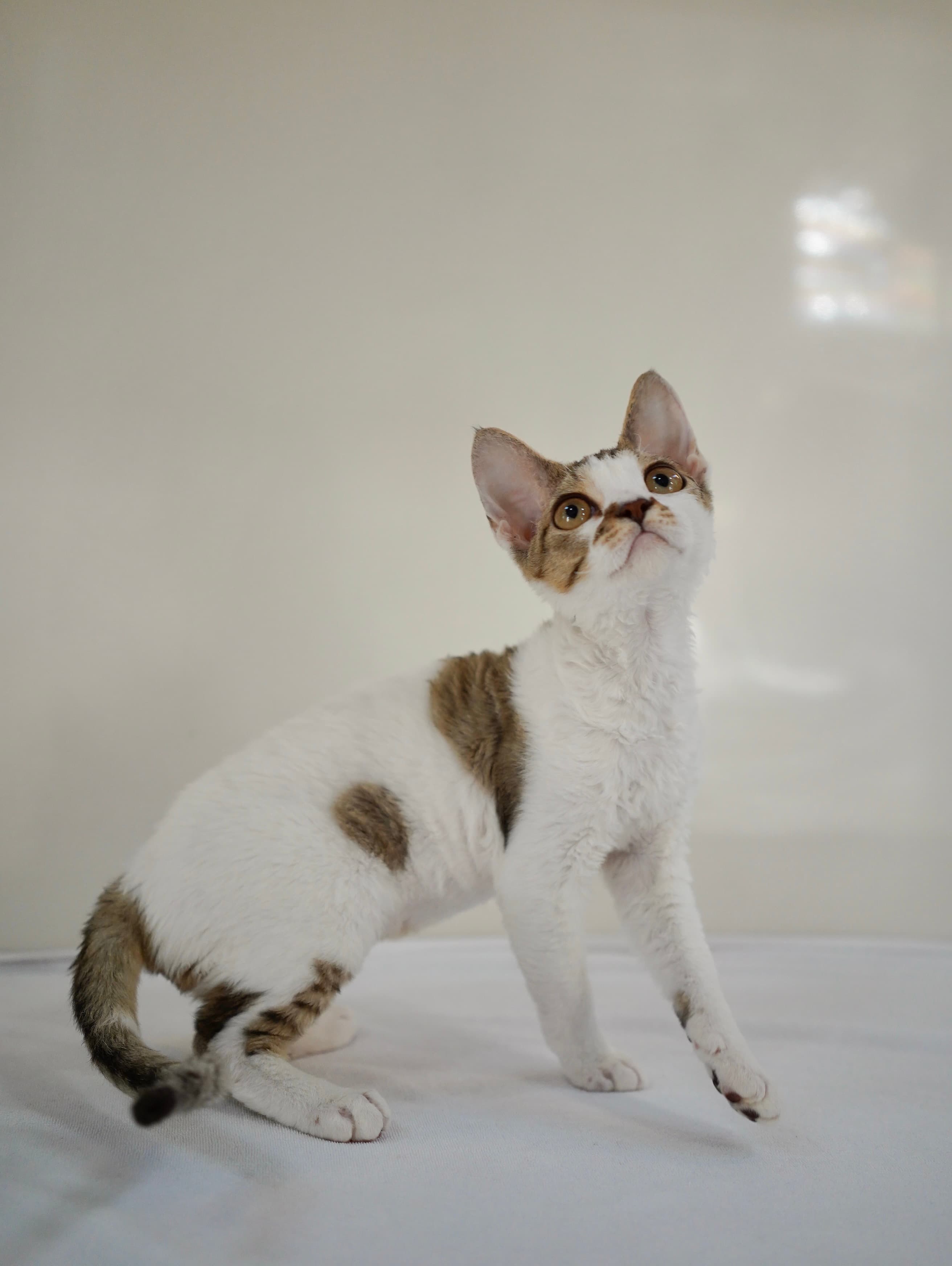 Choc tabby girl - photo 3