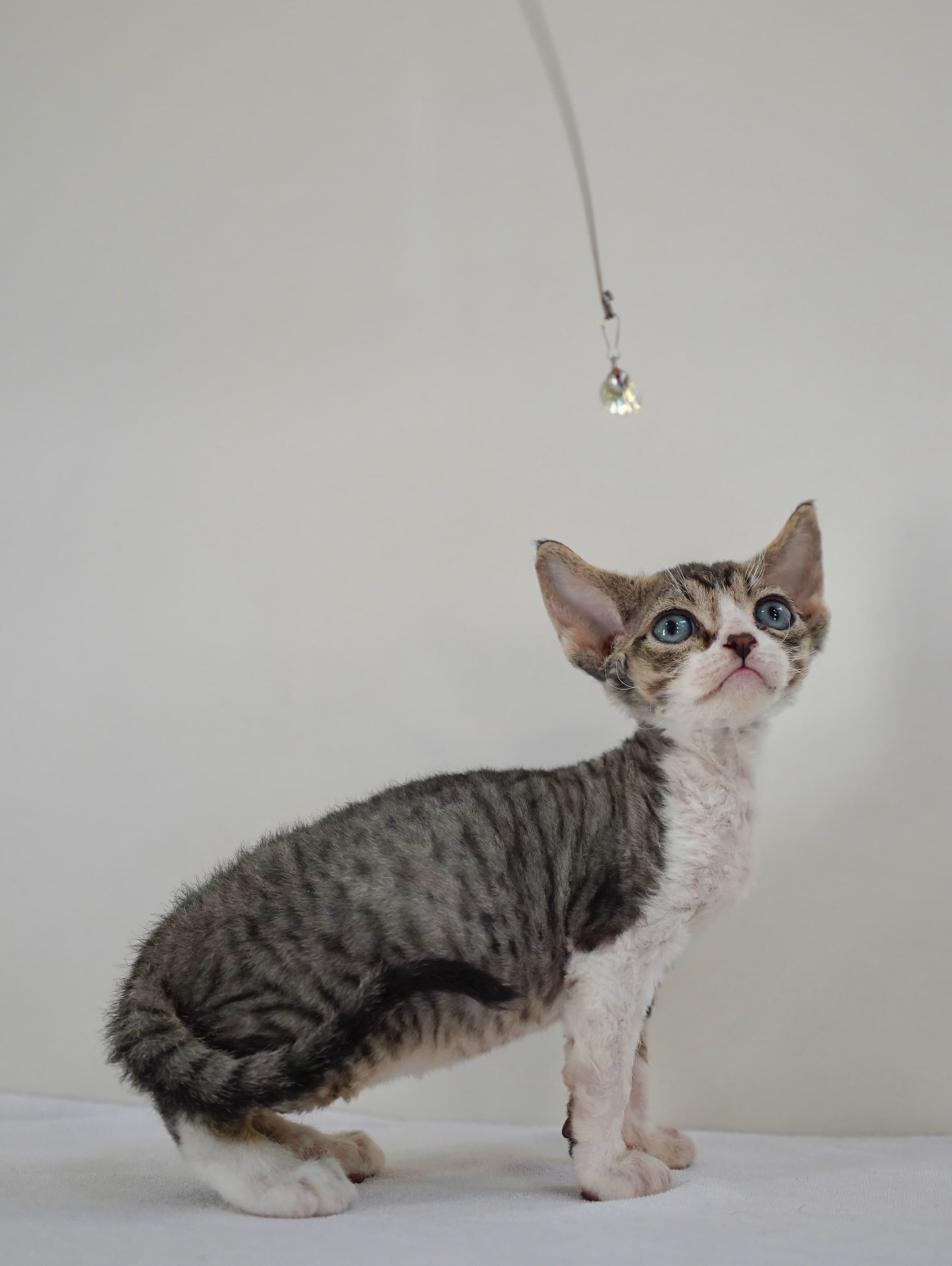 Tabby & white boy - photo 3