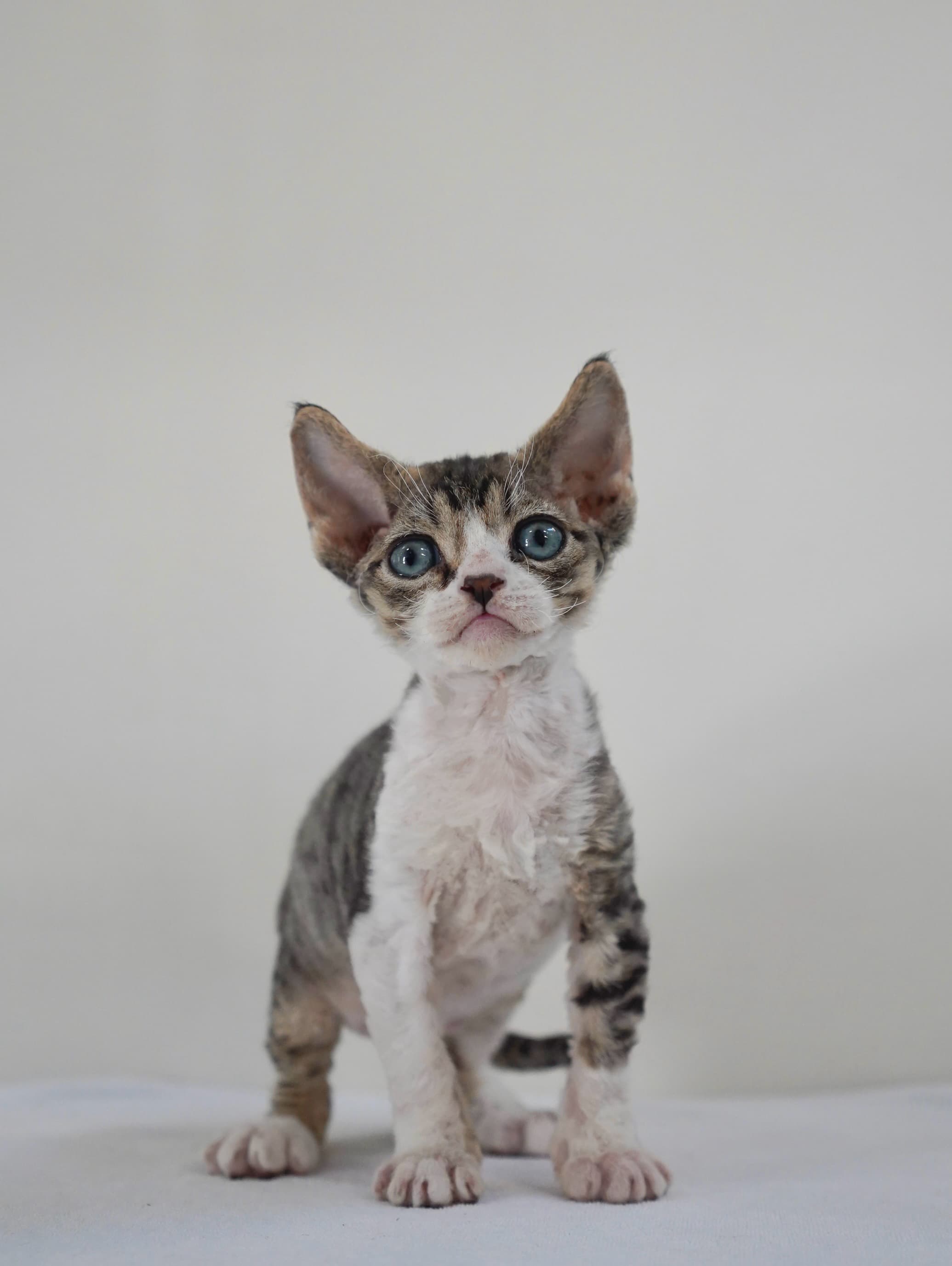 Tabby & white boy - photo 2