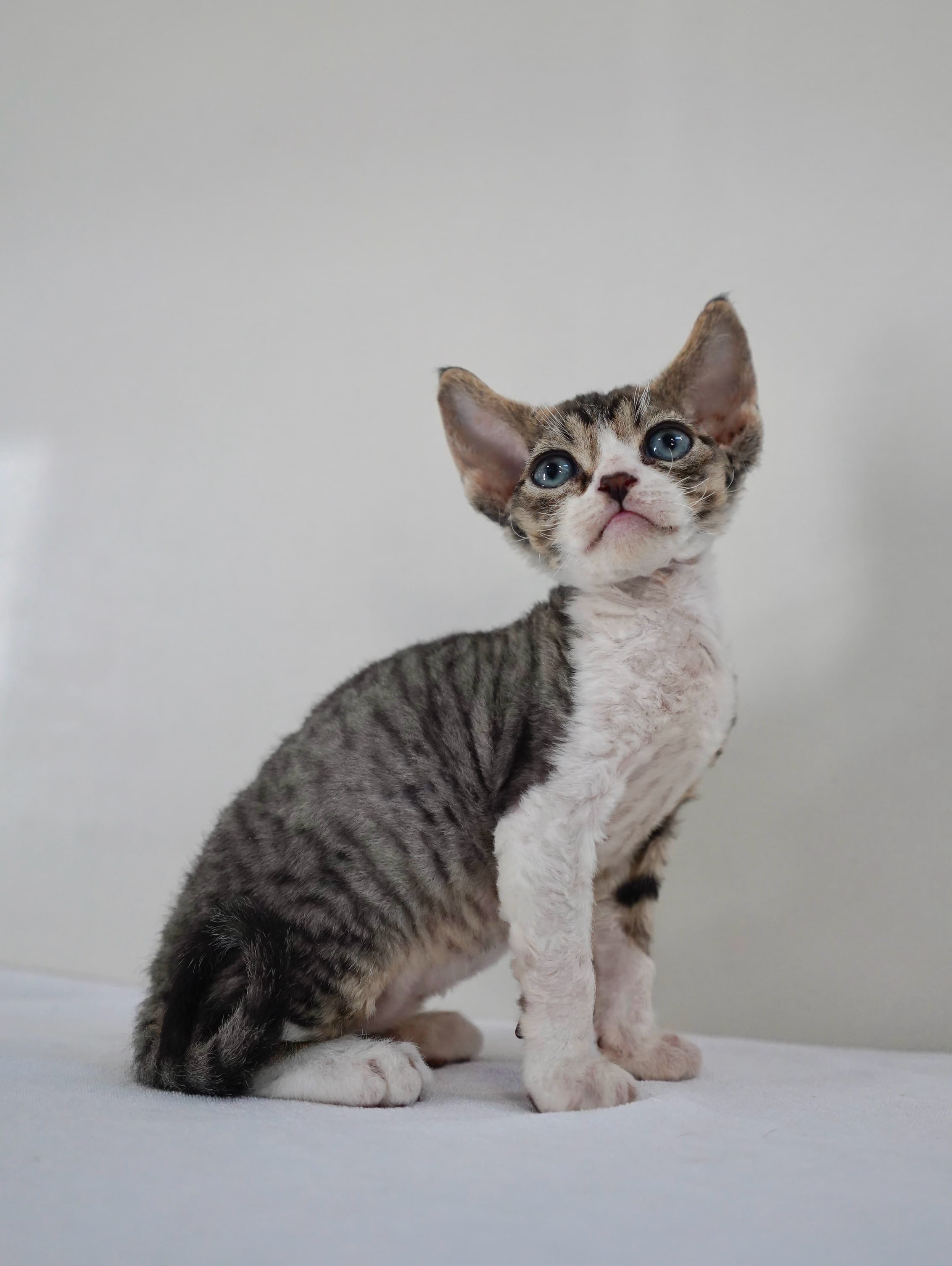 Tabby & white boy