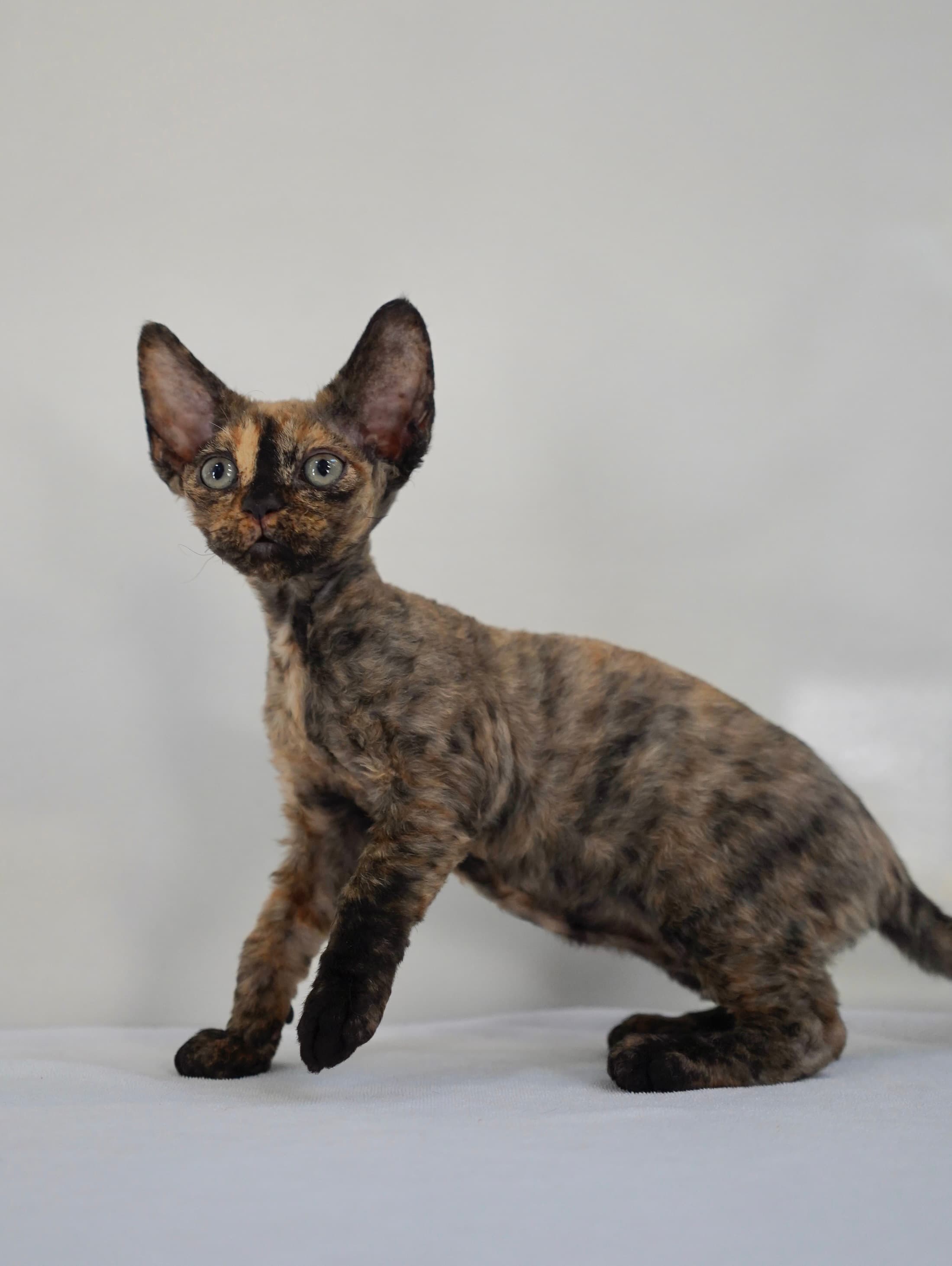 Black  tortie girl
