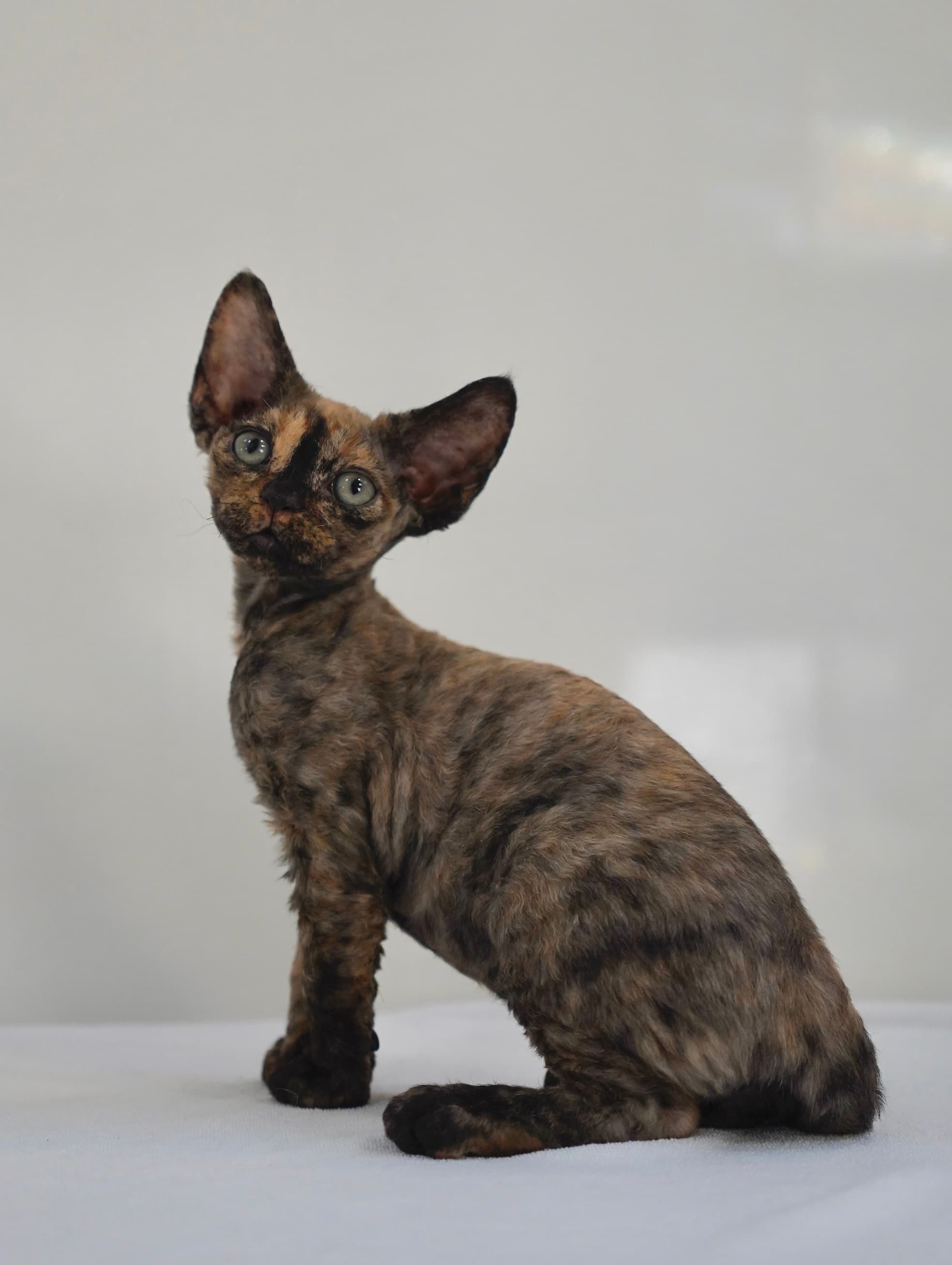 Black  tortie girl - photo 3