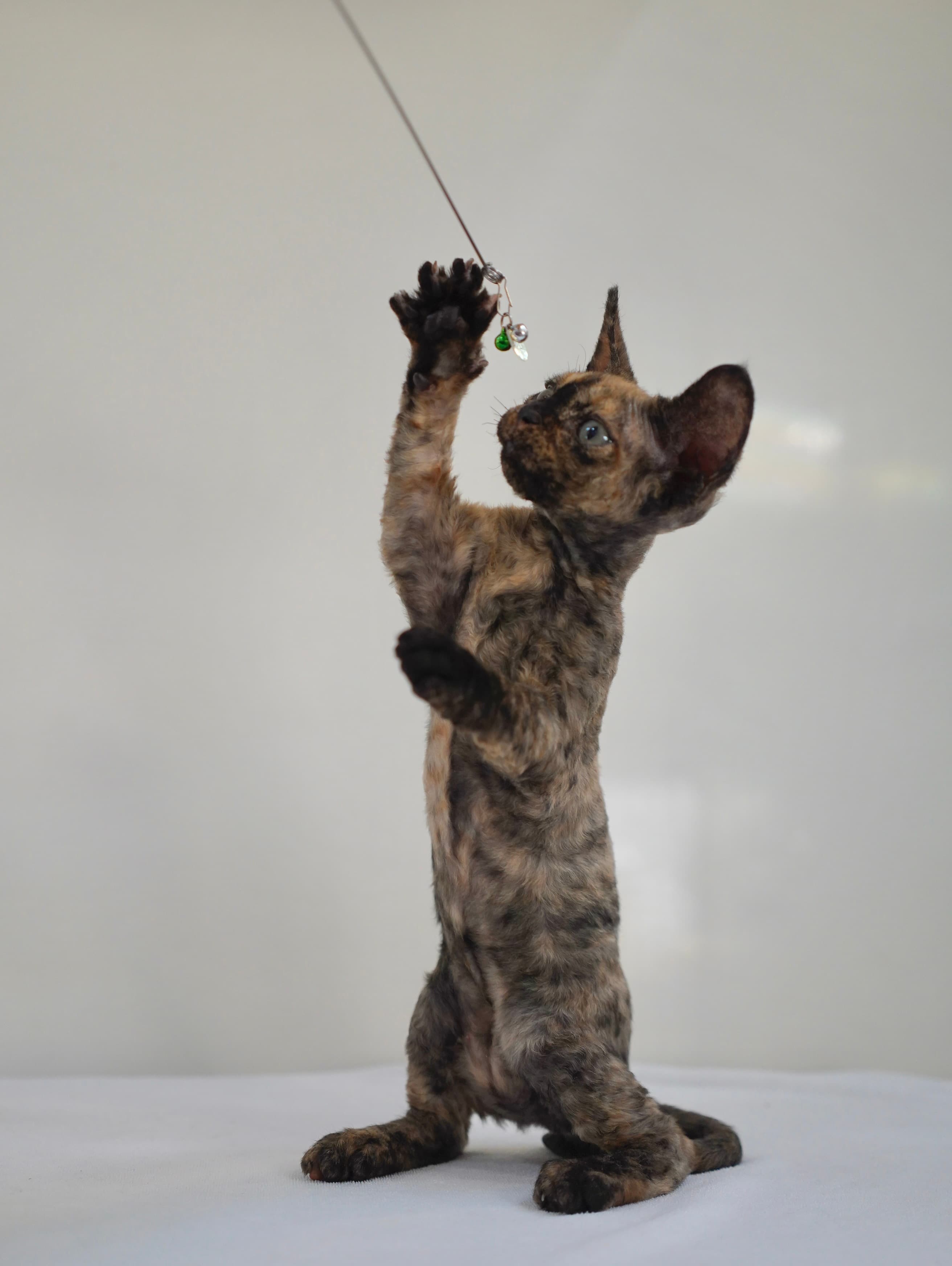 Black  tortie girl - photo 2