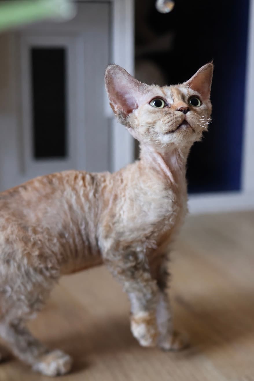 Tortie longhair girl
