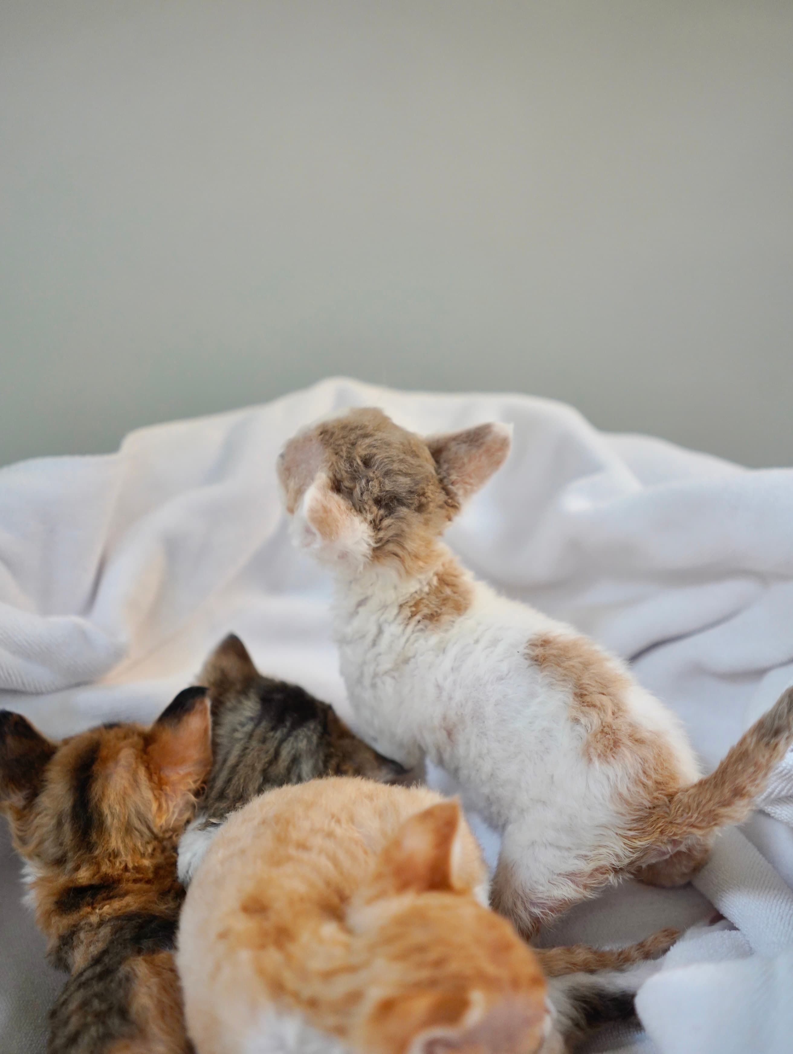 kitten