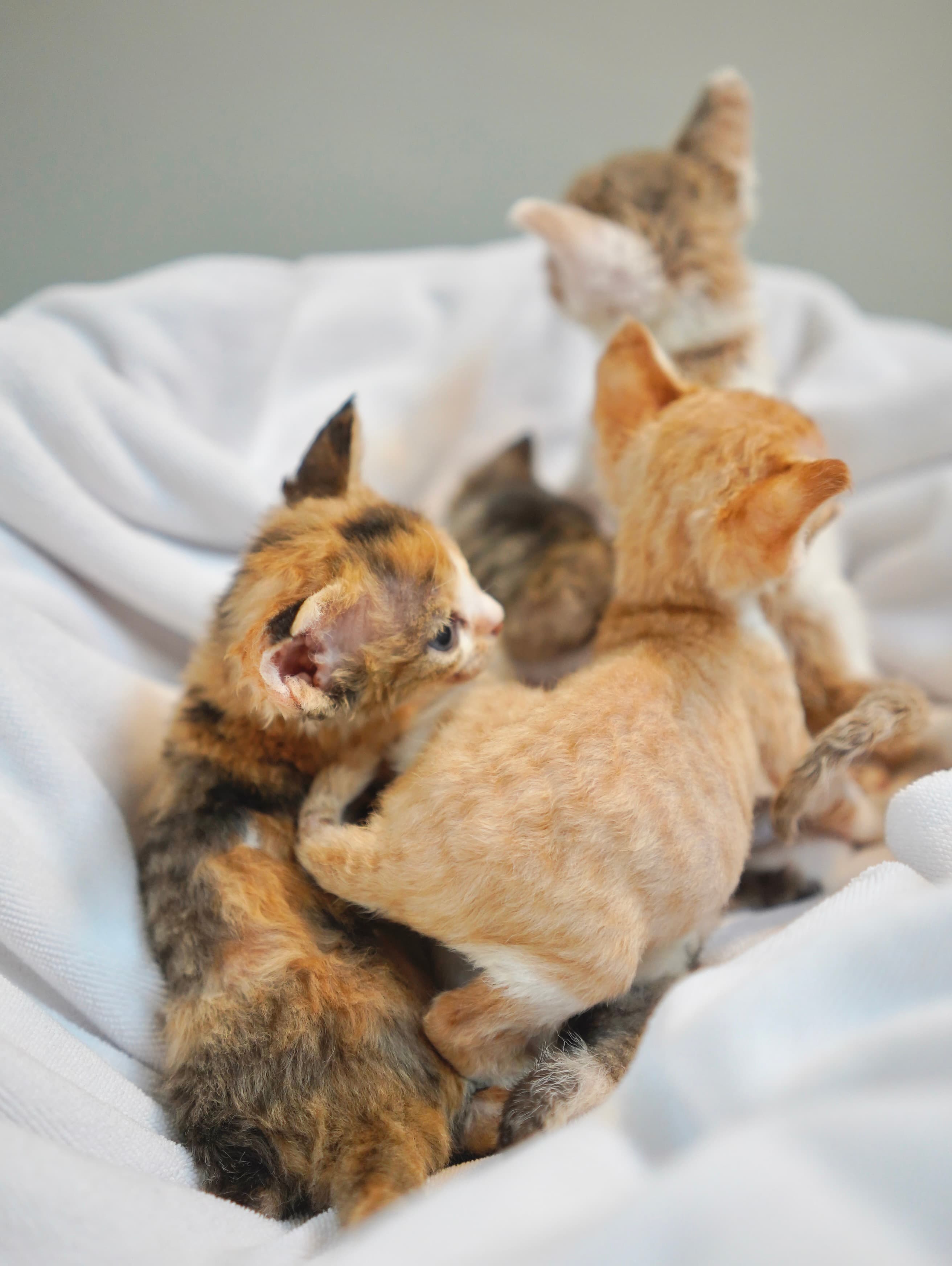 kitten
