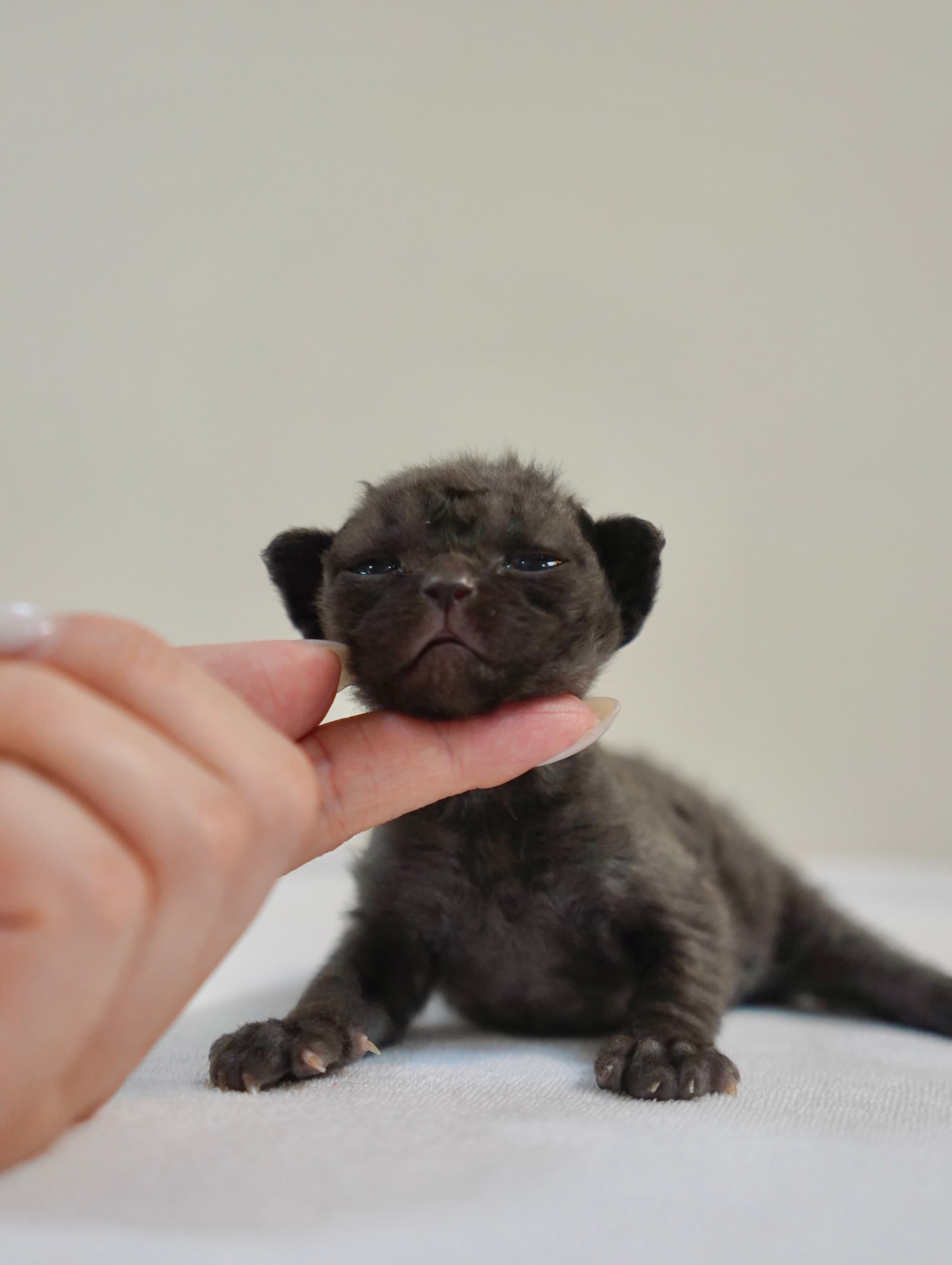 Coming soon kitten