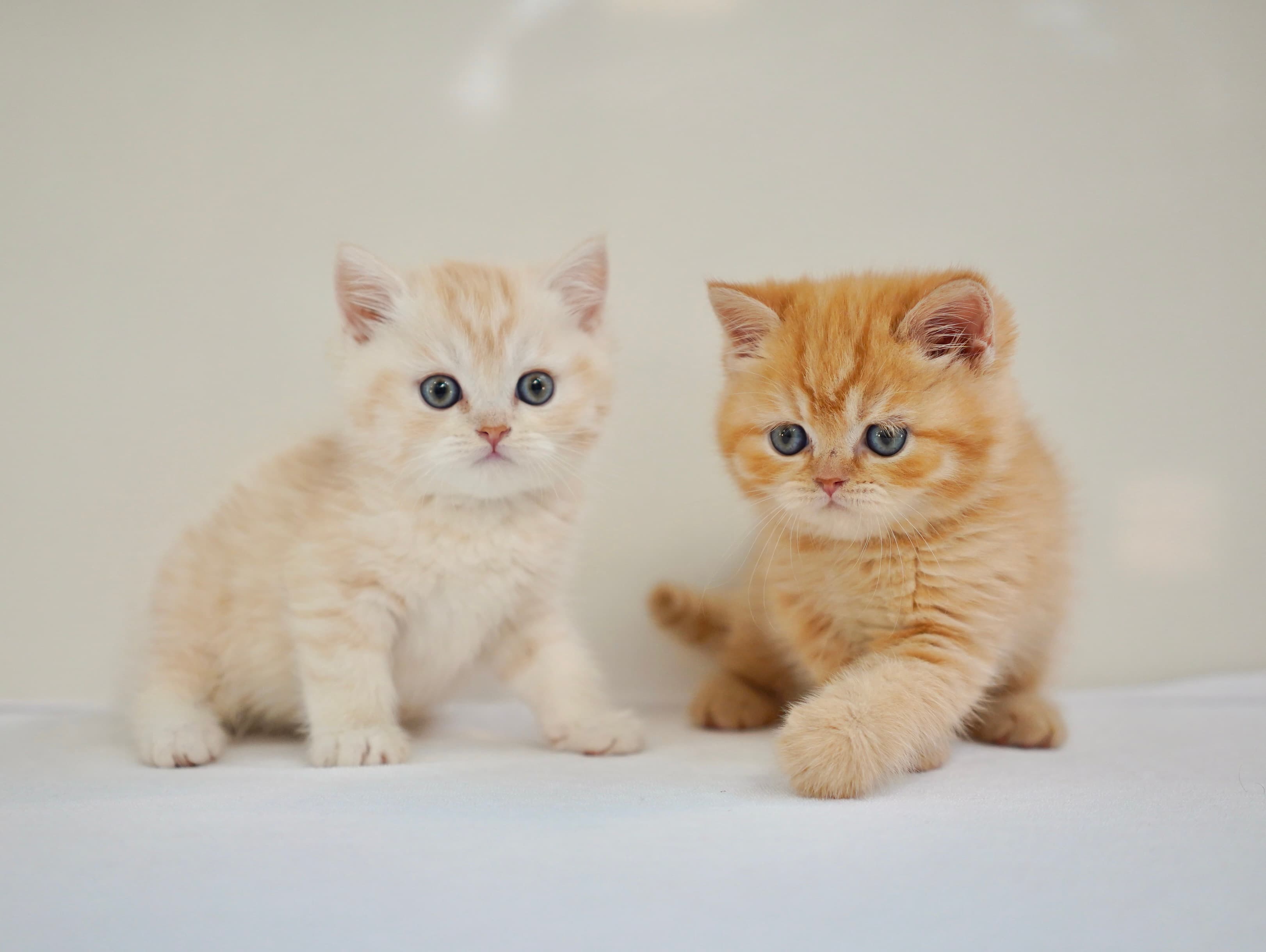 kitten