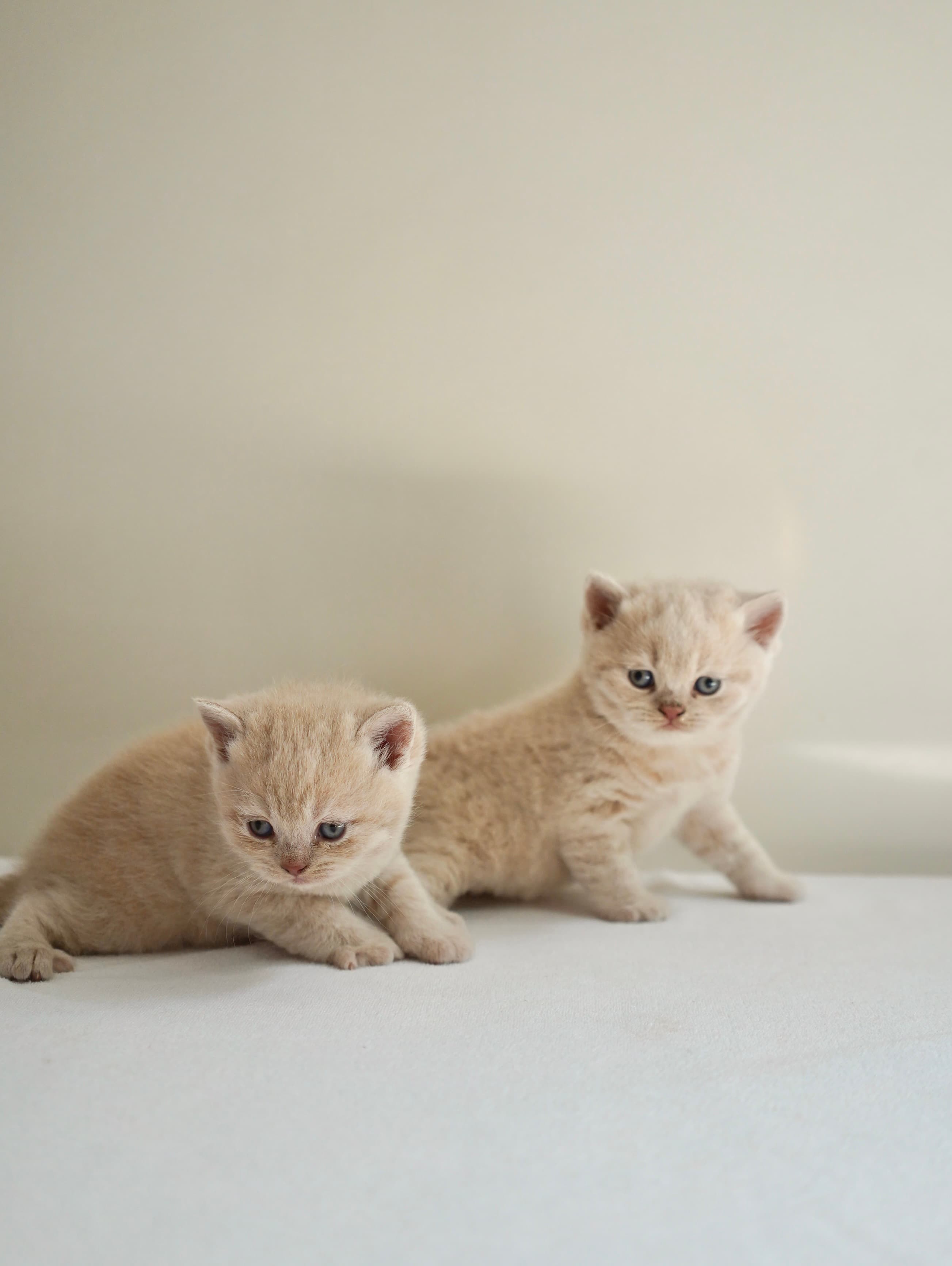 Coming soon kitten