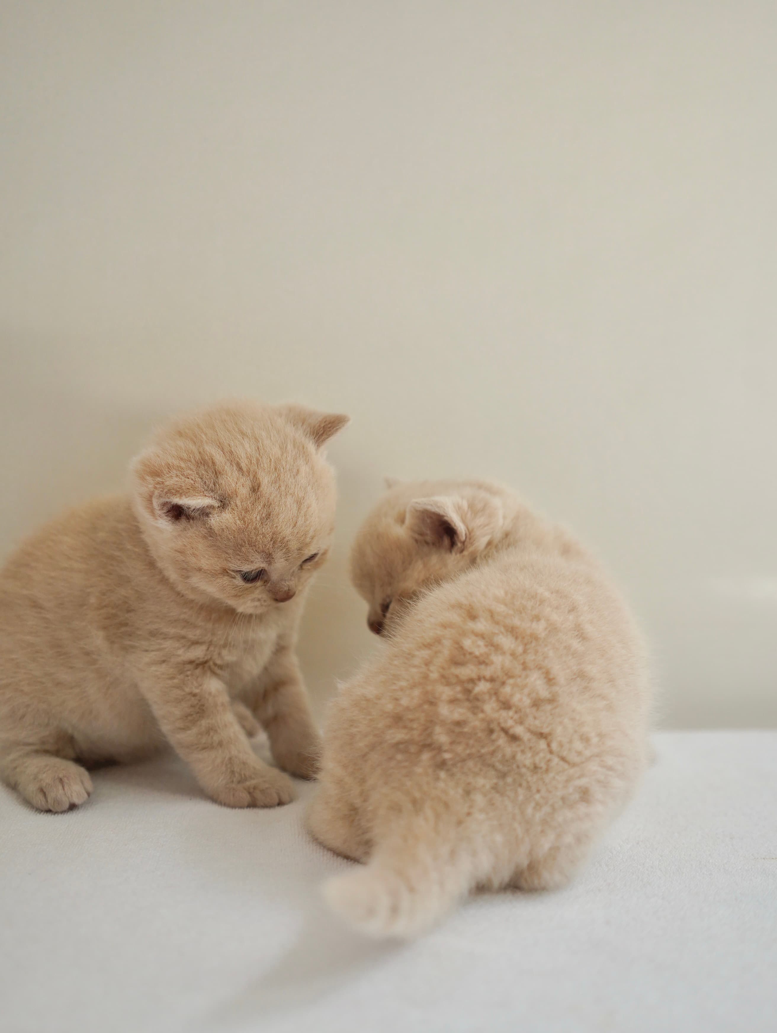 Coming soon kitten