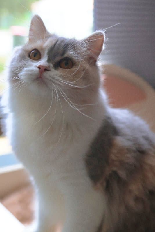Princess