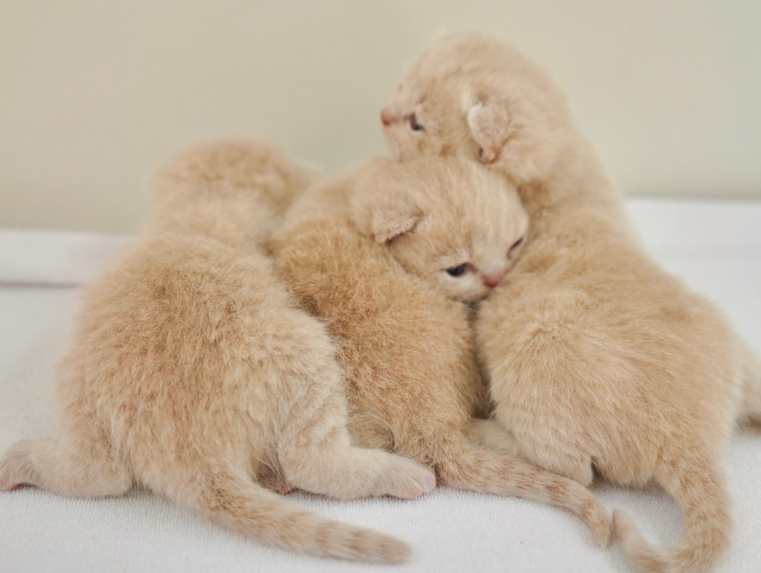 Cream bsh