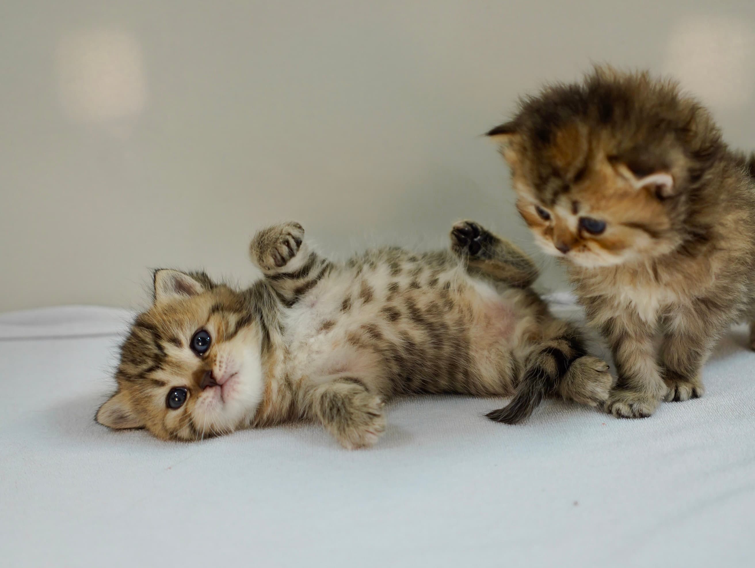 British Longhair cat