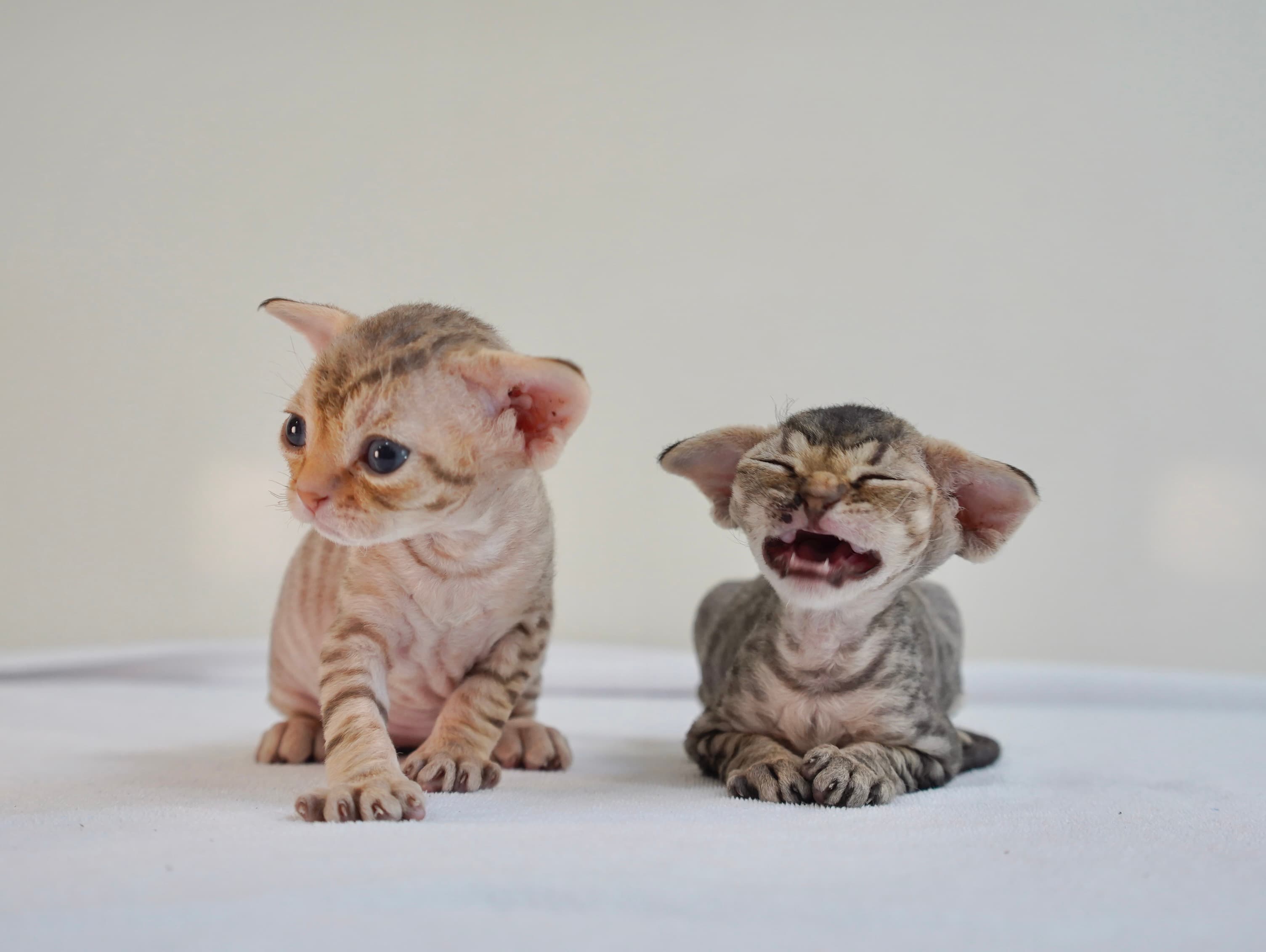 Devon Rex kitten